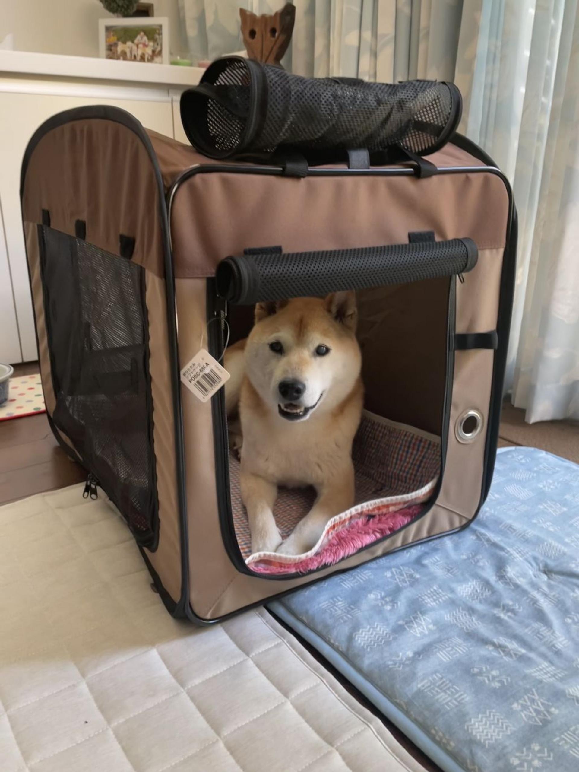 pet-image-3
