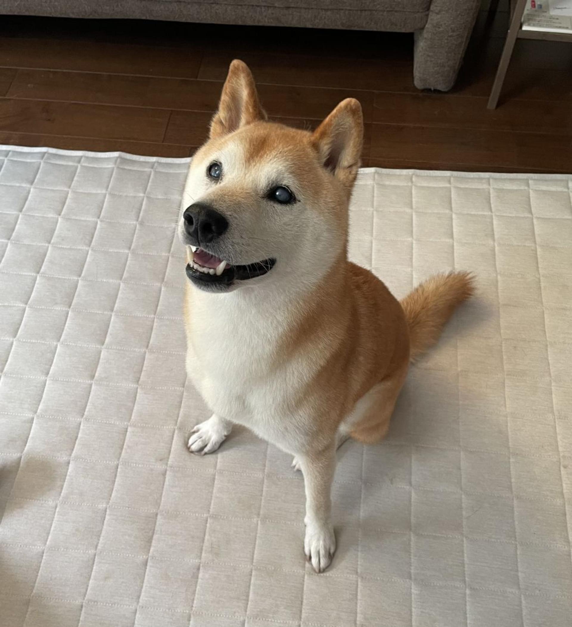 pet-image-4