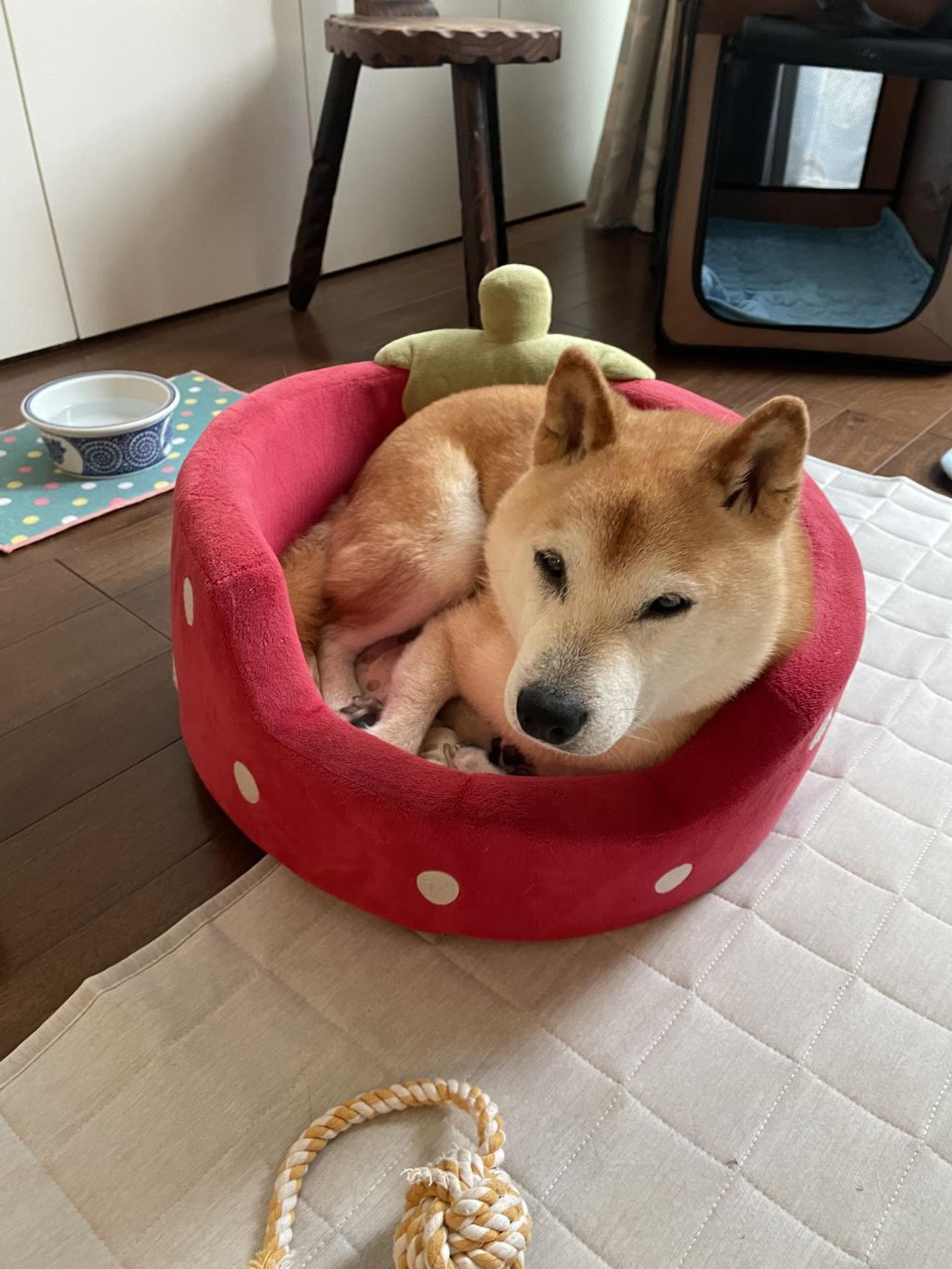 pet-image-6