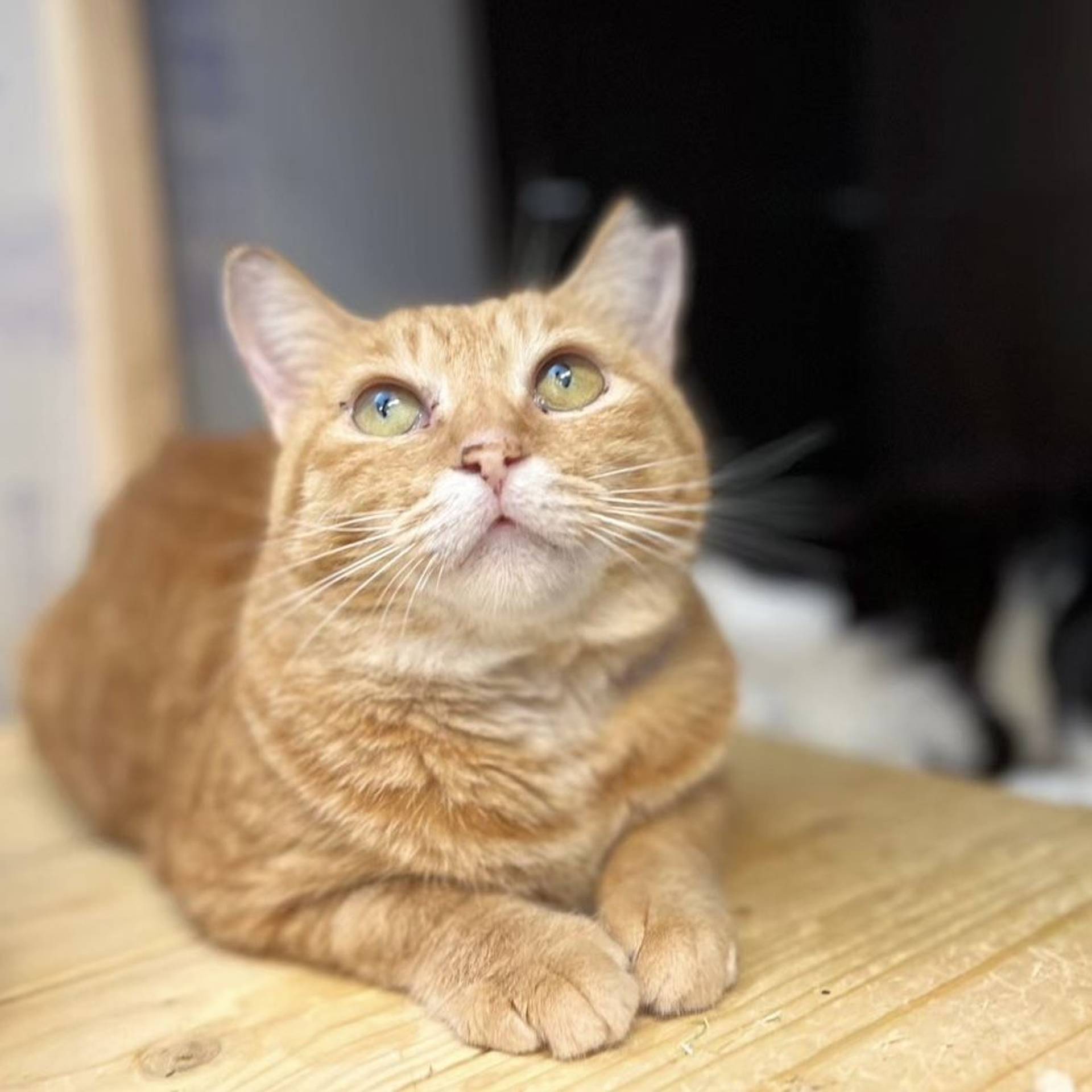 雑種（ミックス猫）・メスの里親募集の写真