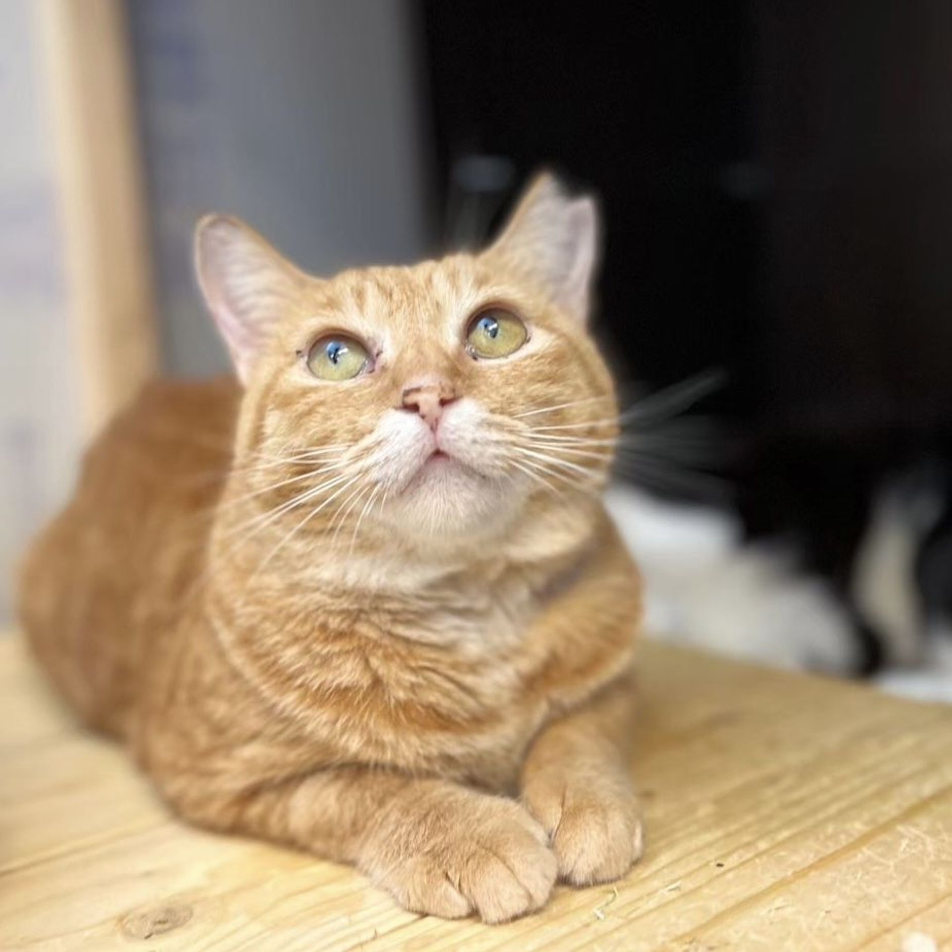 雑種（ミックス猫）・メスの里親募集の写真