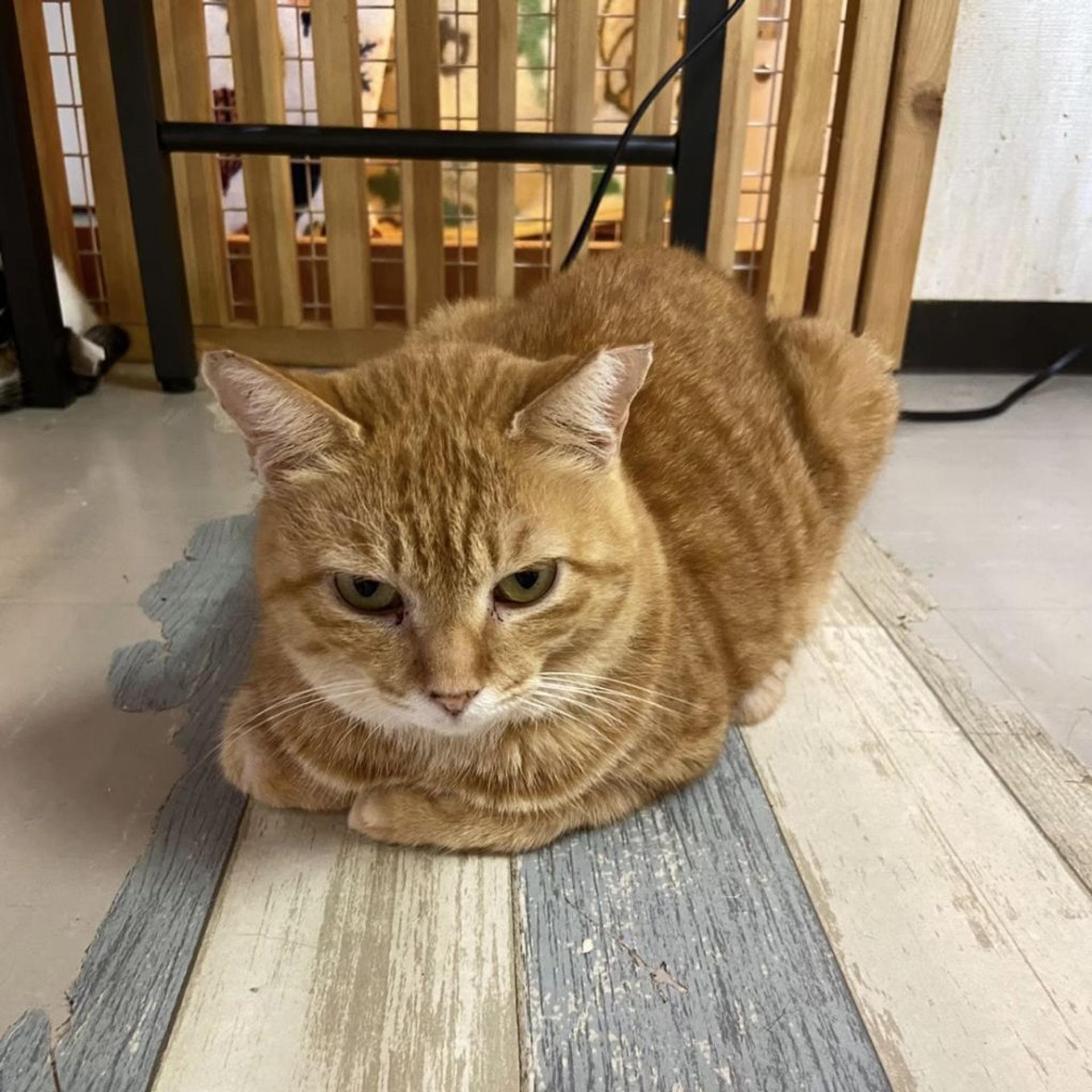 pet-image-8