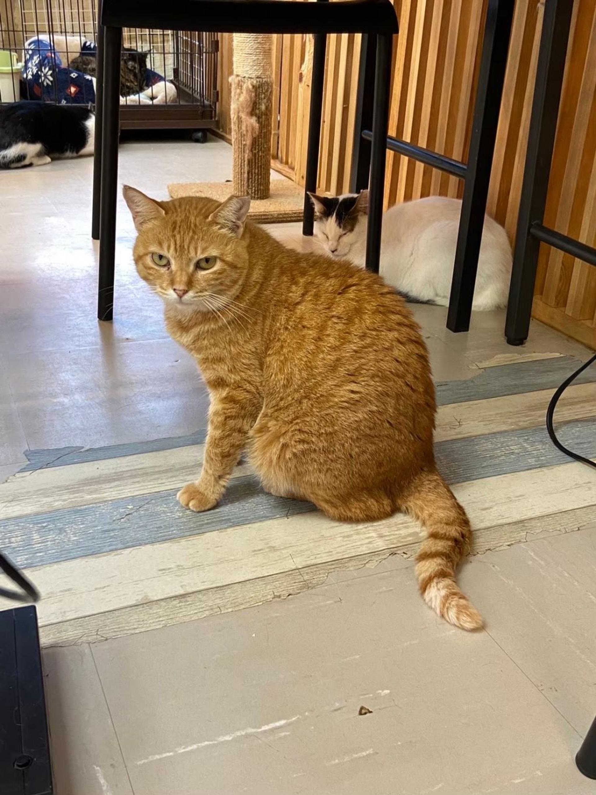 pet-image-2