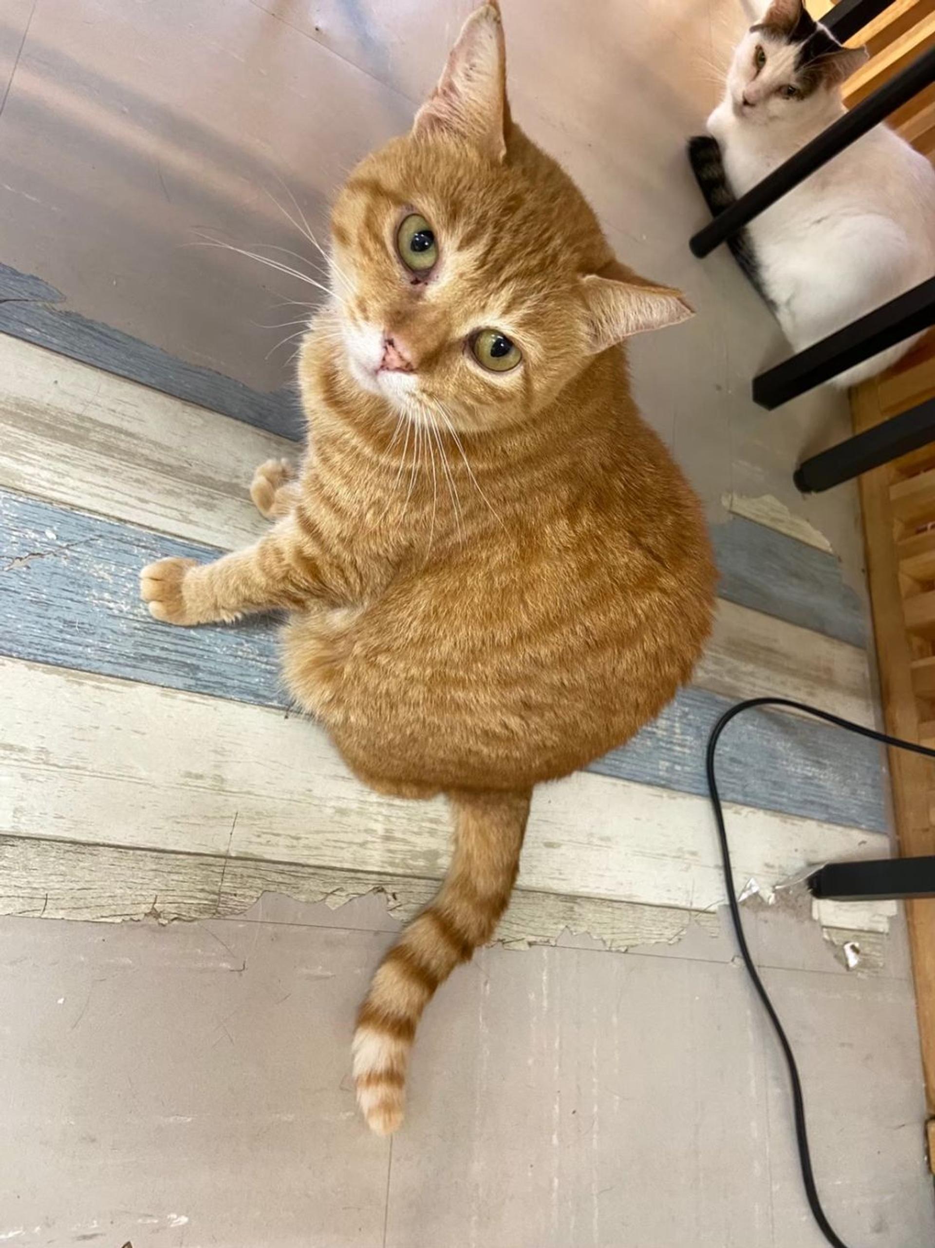 pet-image-6