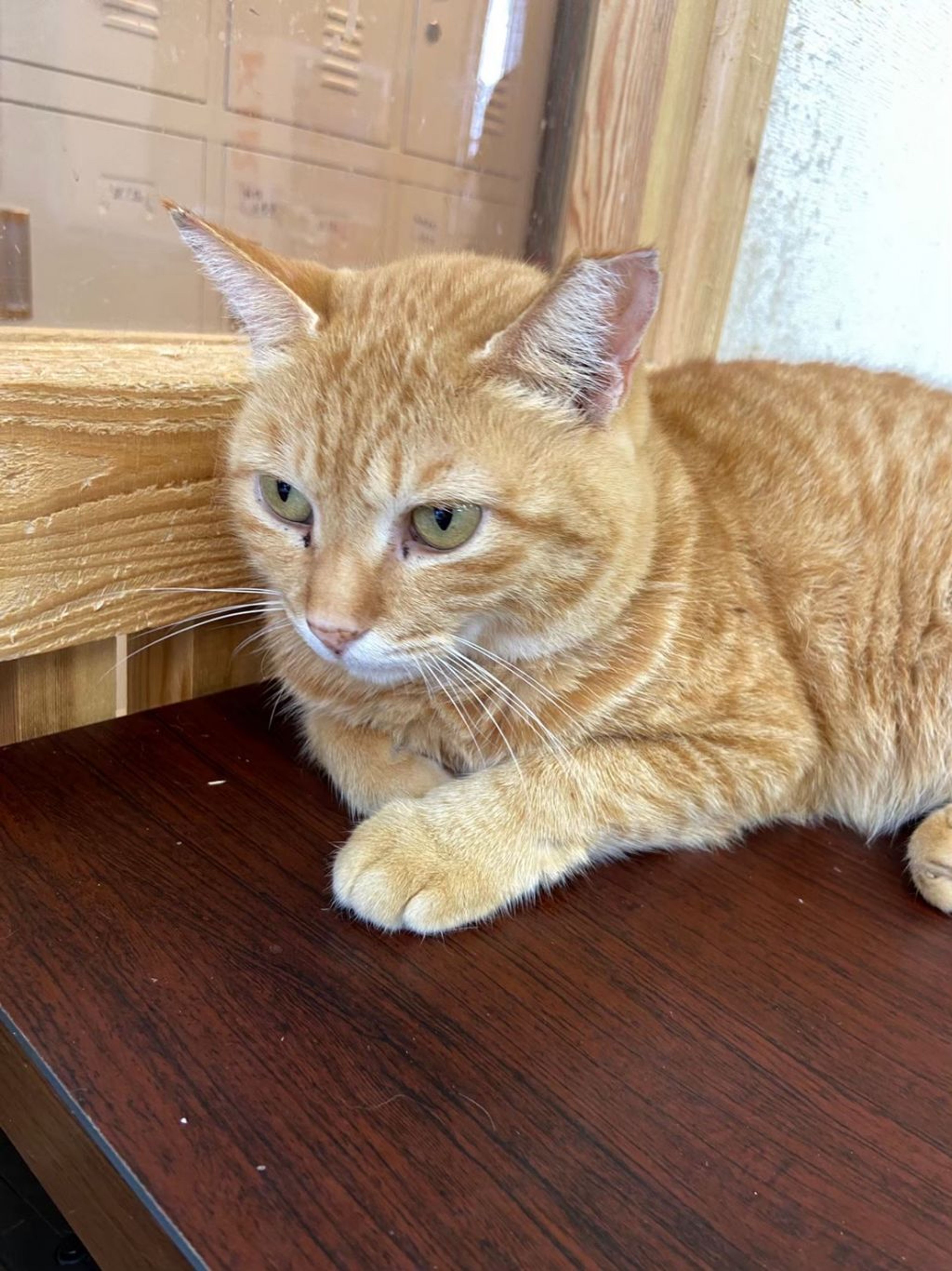 pet-image-9