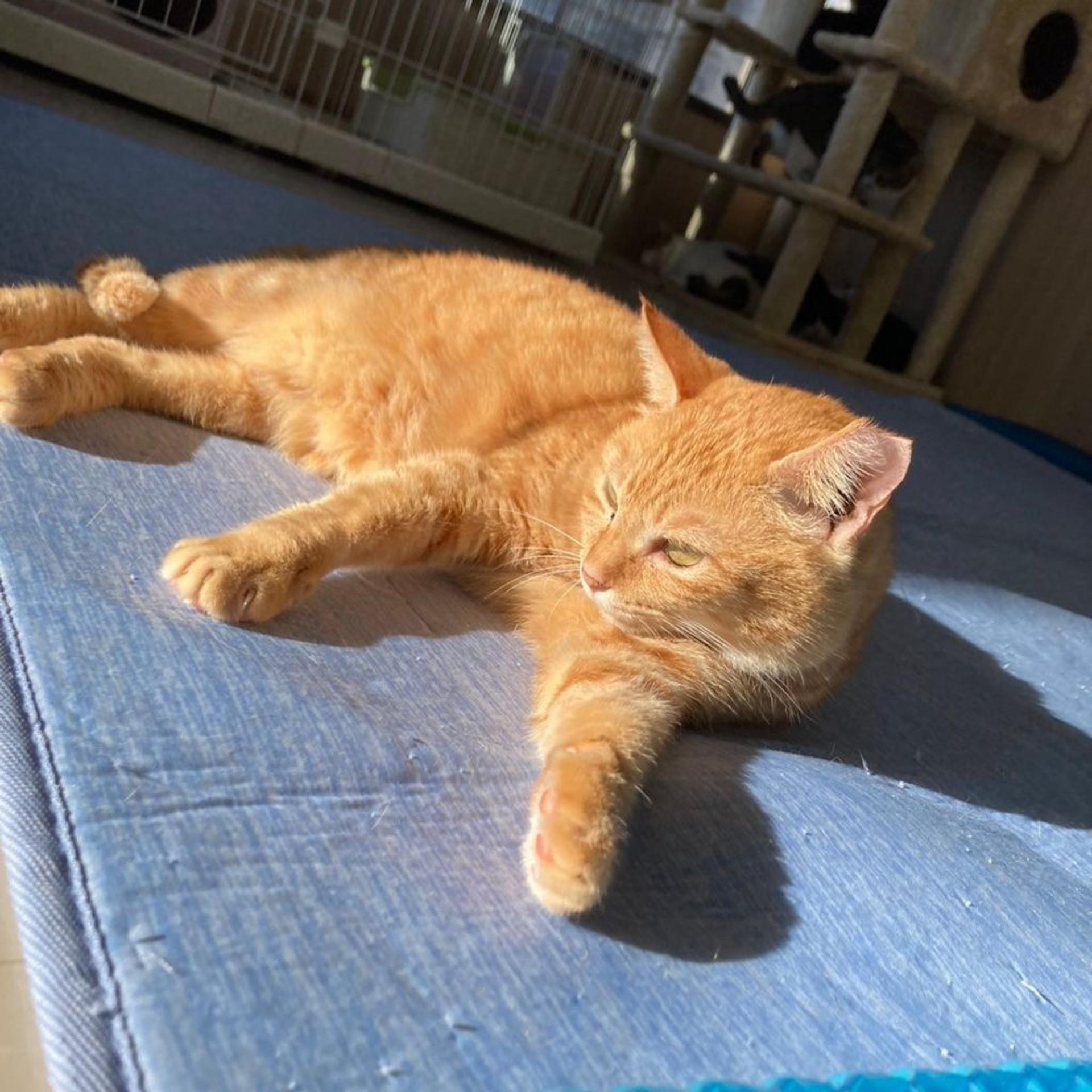 pet-image-4