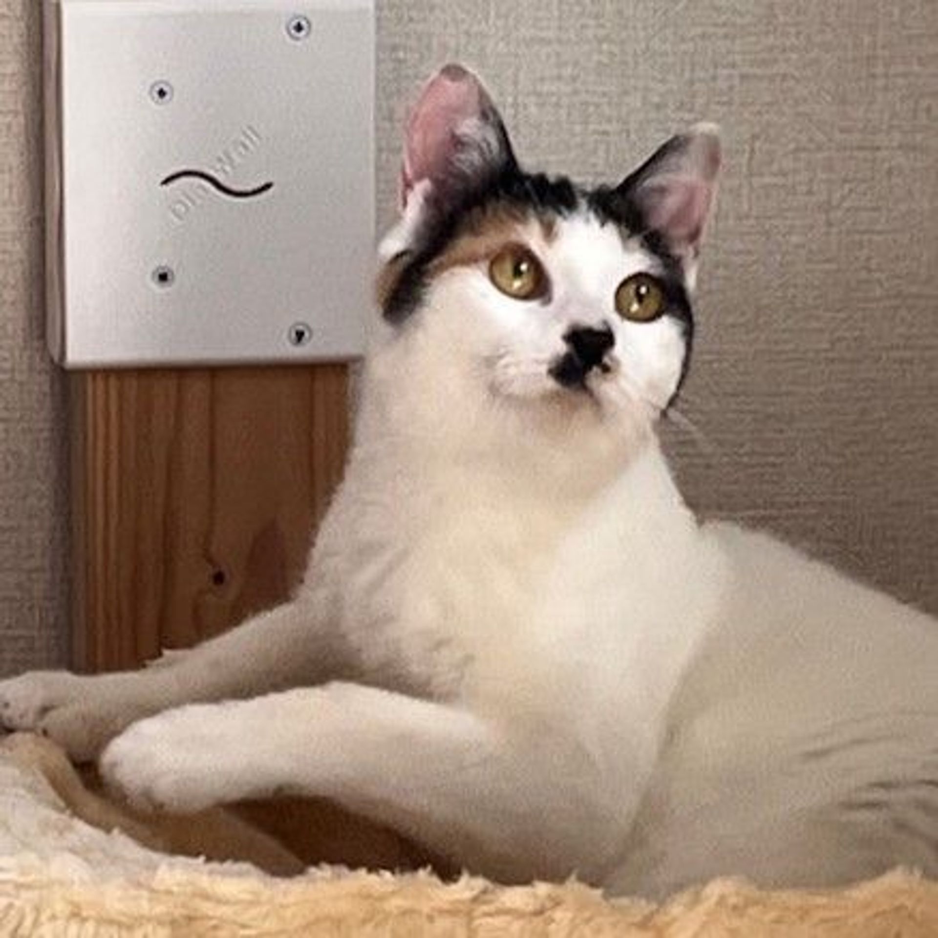 雑種（ミックス猫）・メスの里親募集の写真