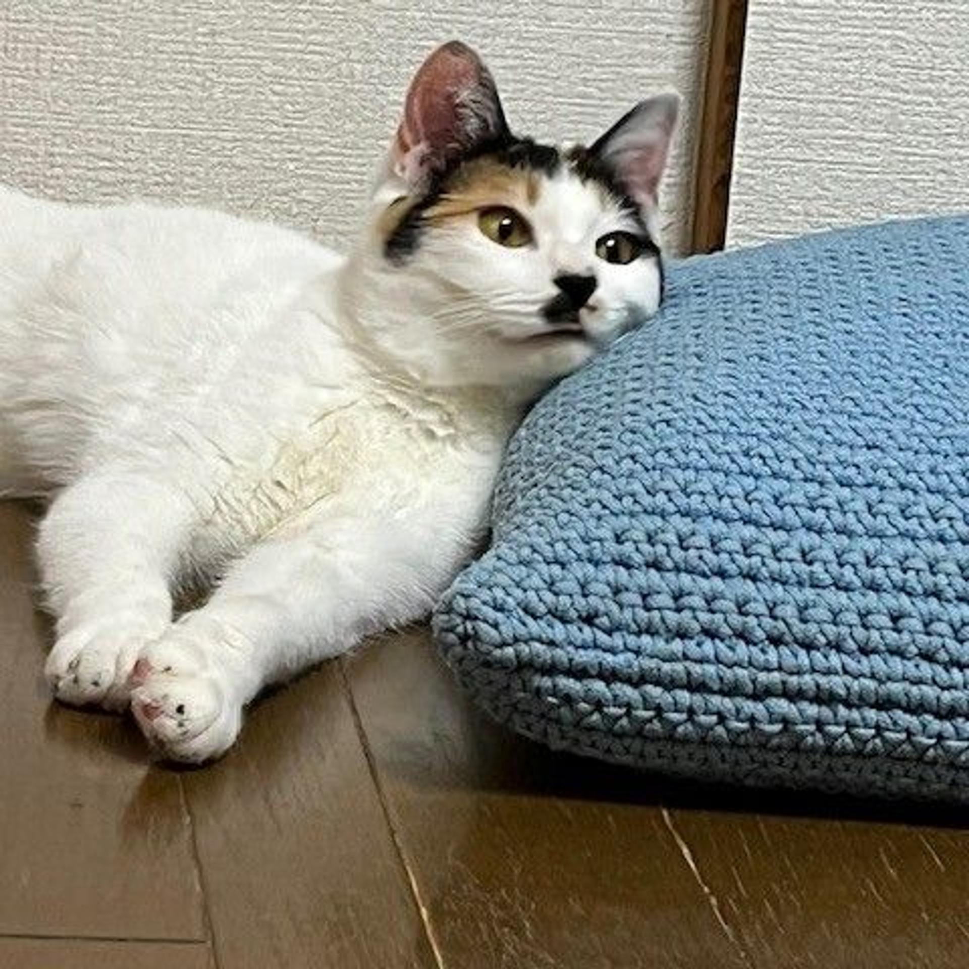 pet-image-3