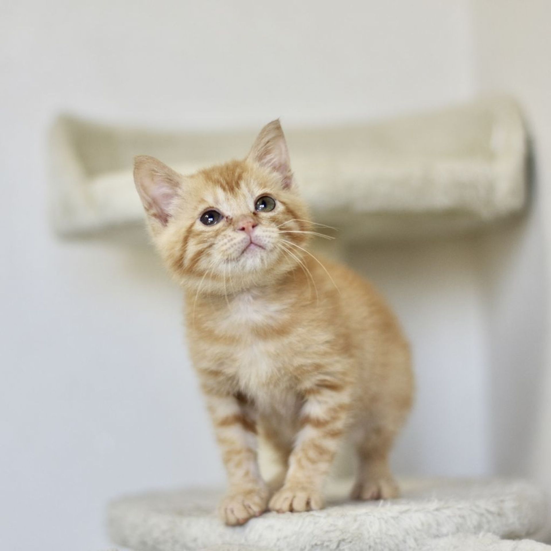 雑種（ミックス猫）・メスの里親募集の写真