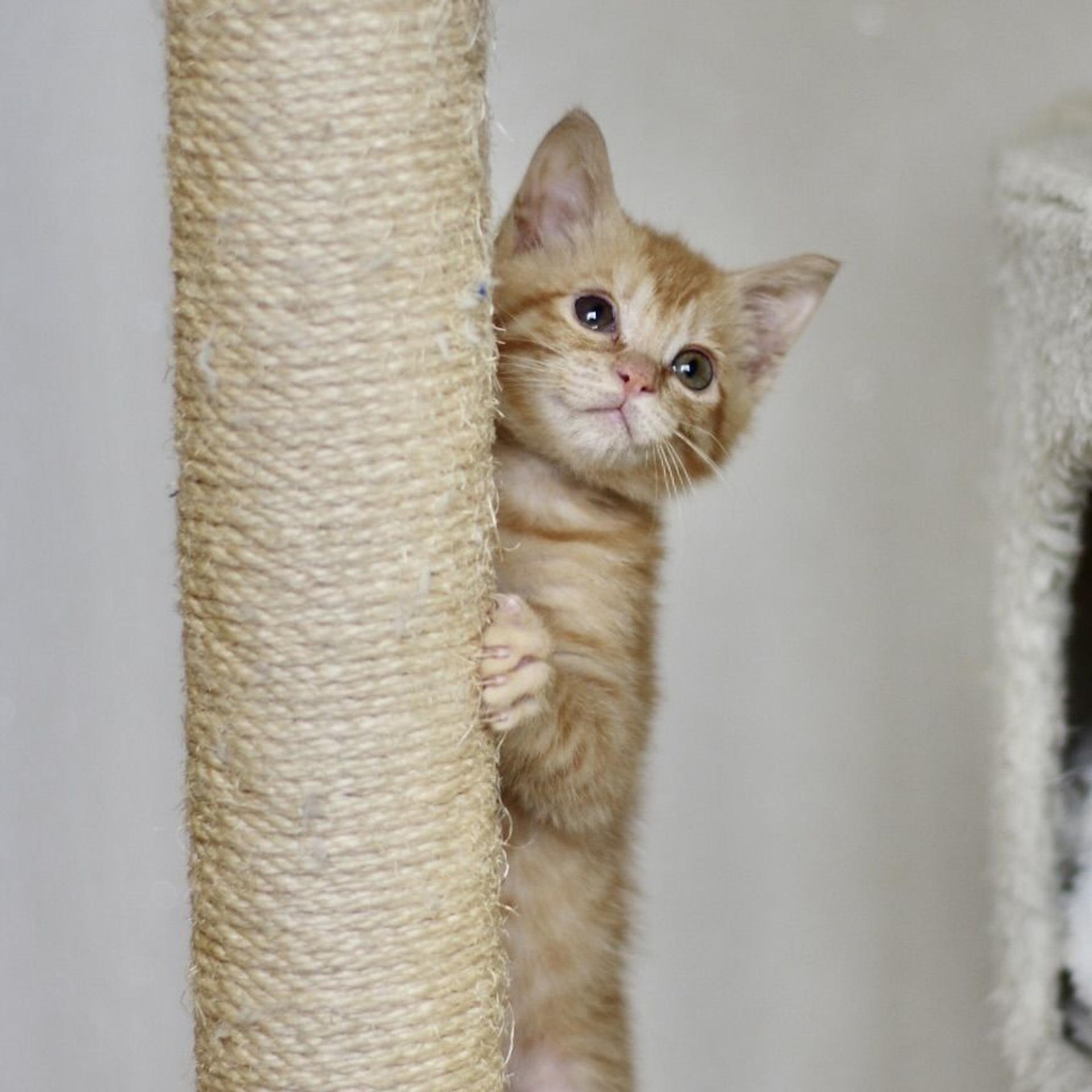 pet-image-4