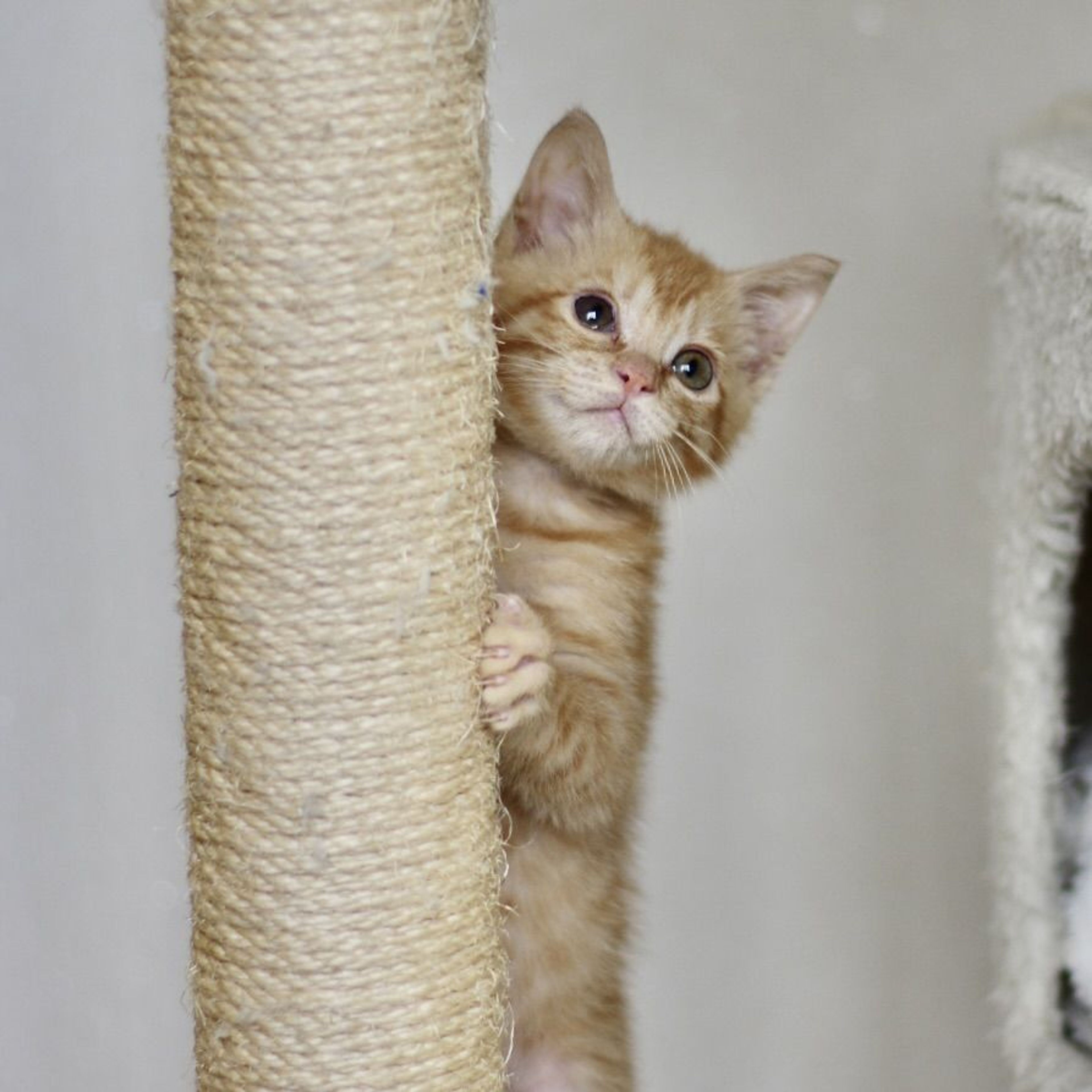 pet-image-4