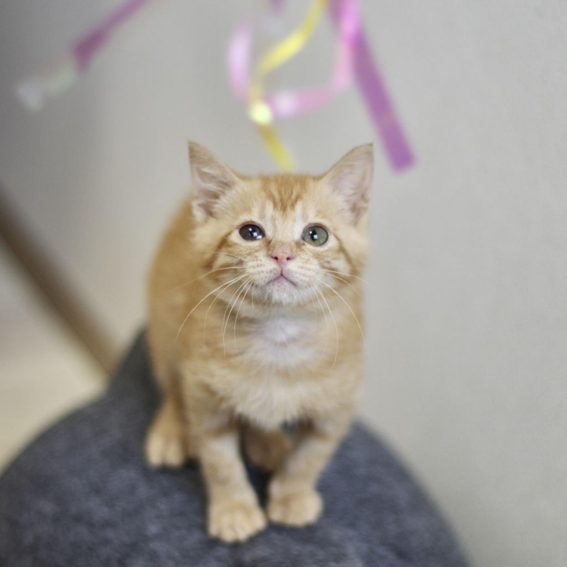 pet-image-5