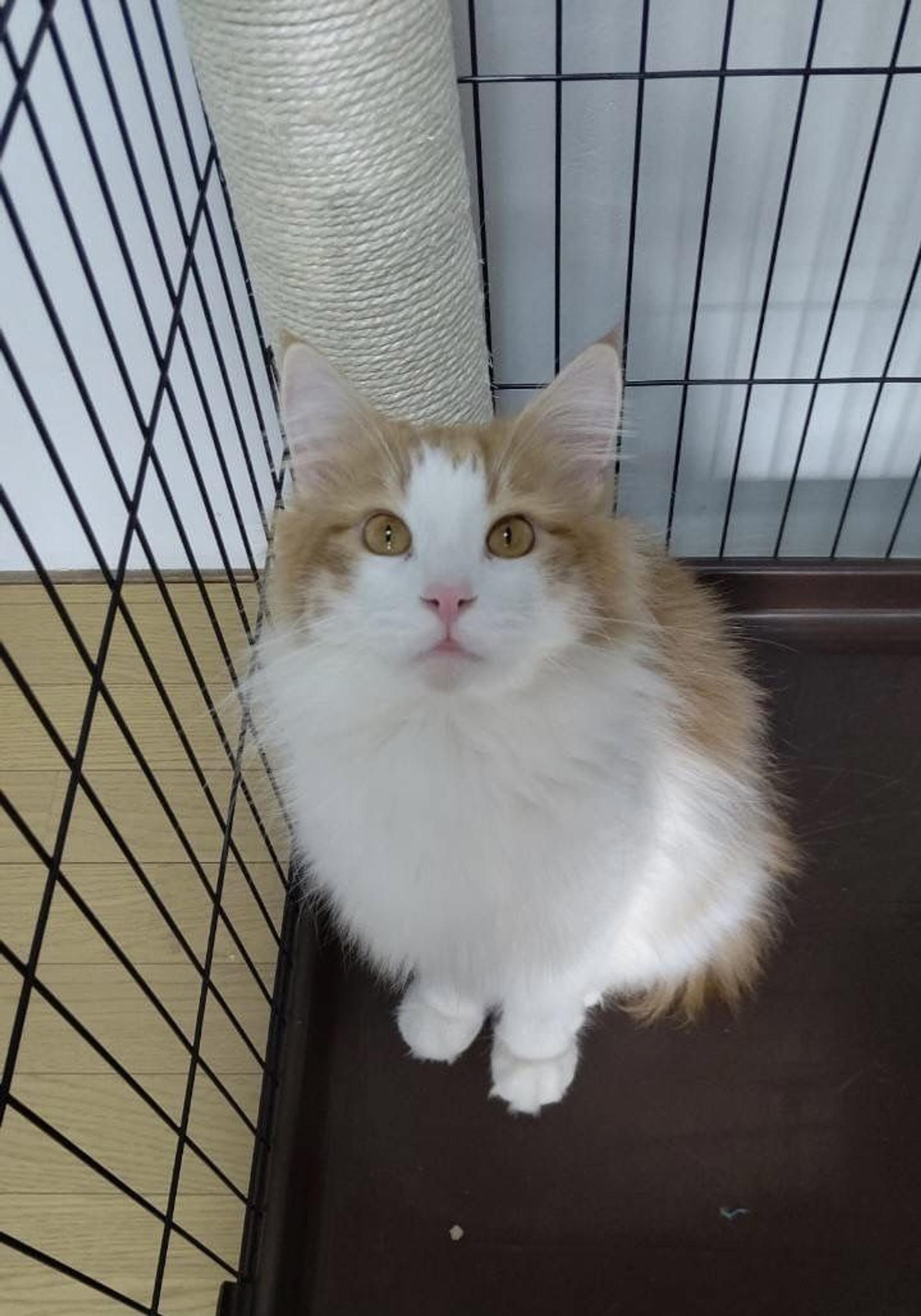 pet-image-2