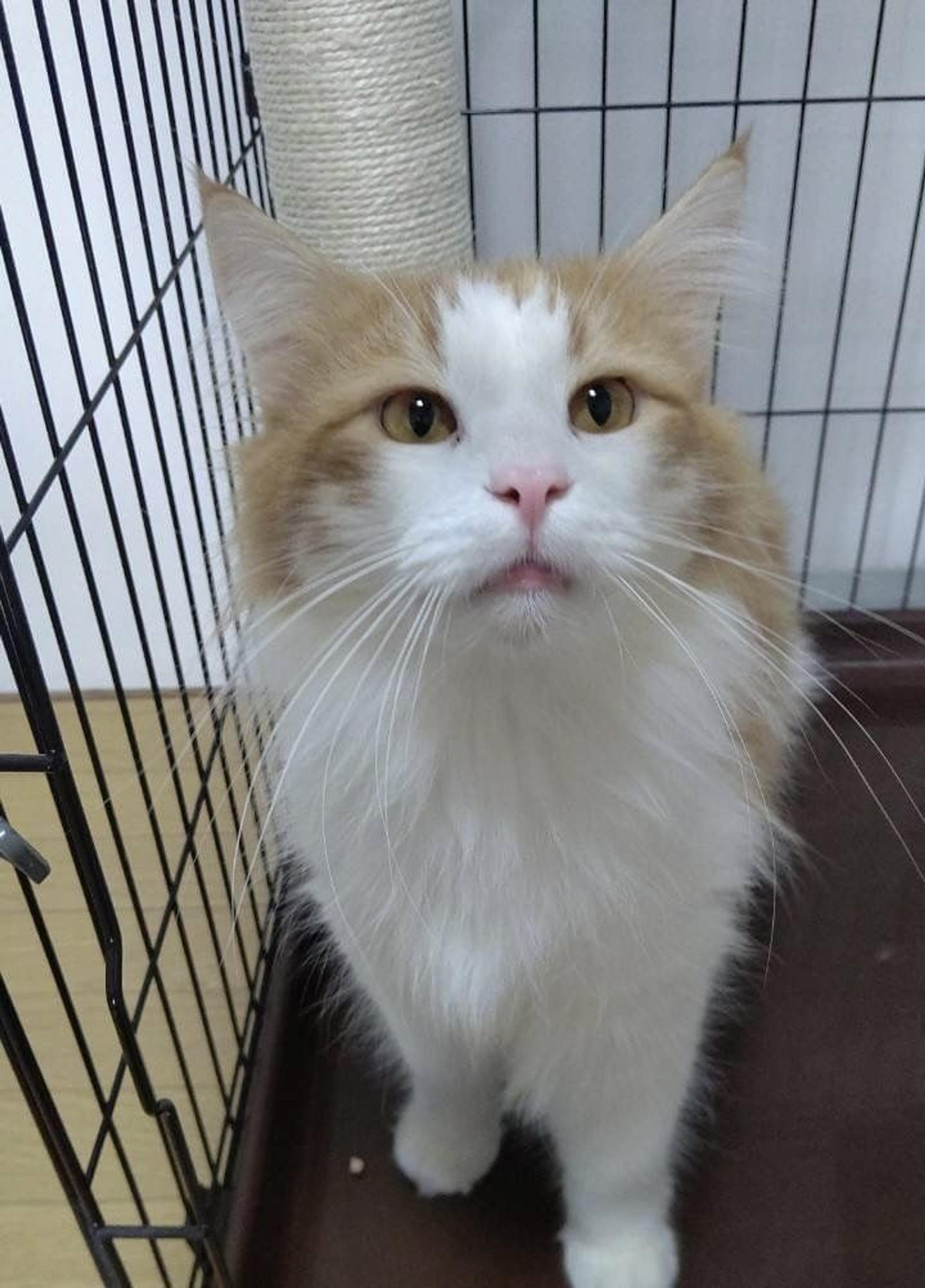 pet-image-3