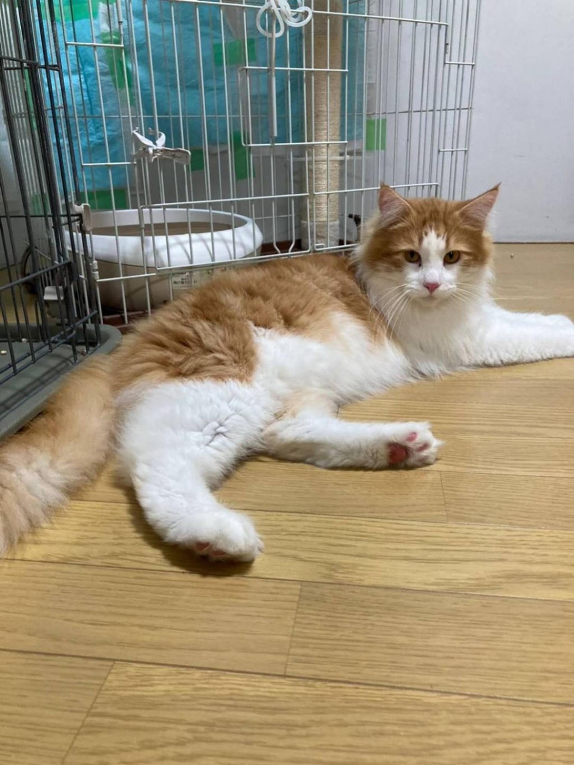 pet-image-7