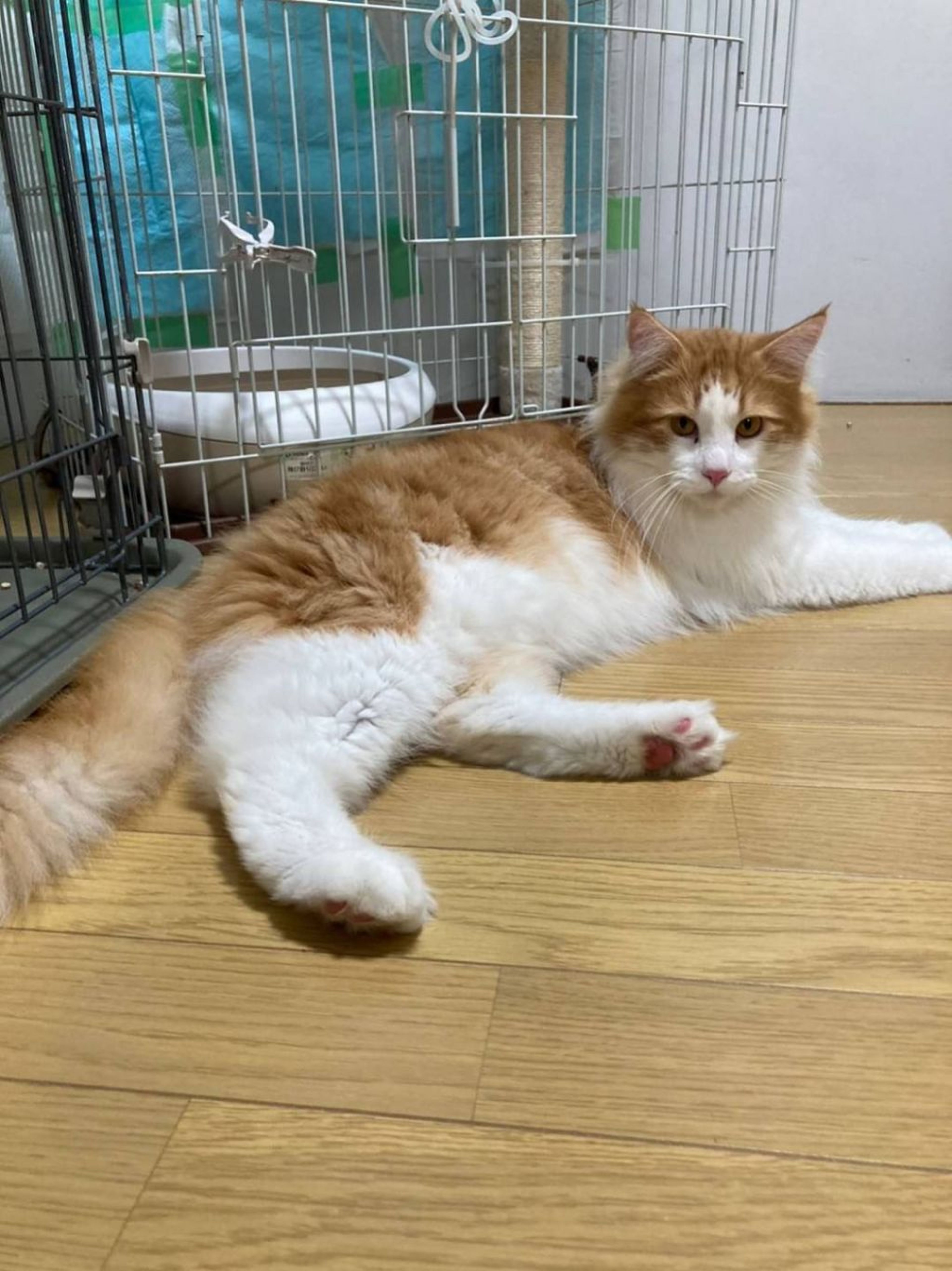 pet-image-7