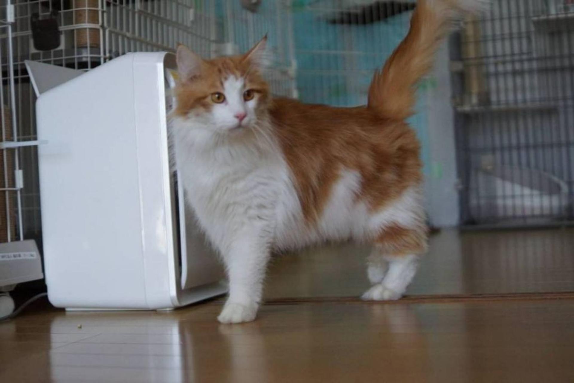 pet-image-8