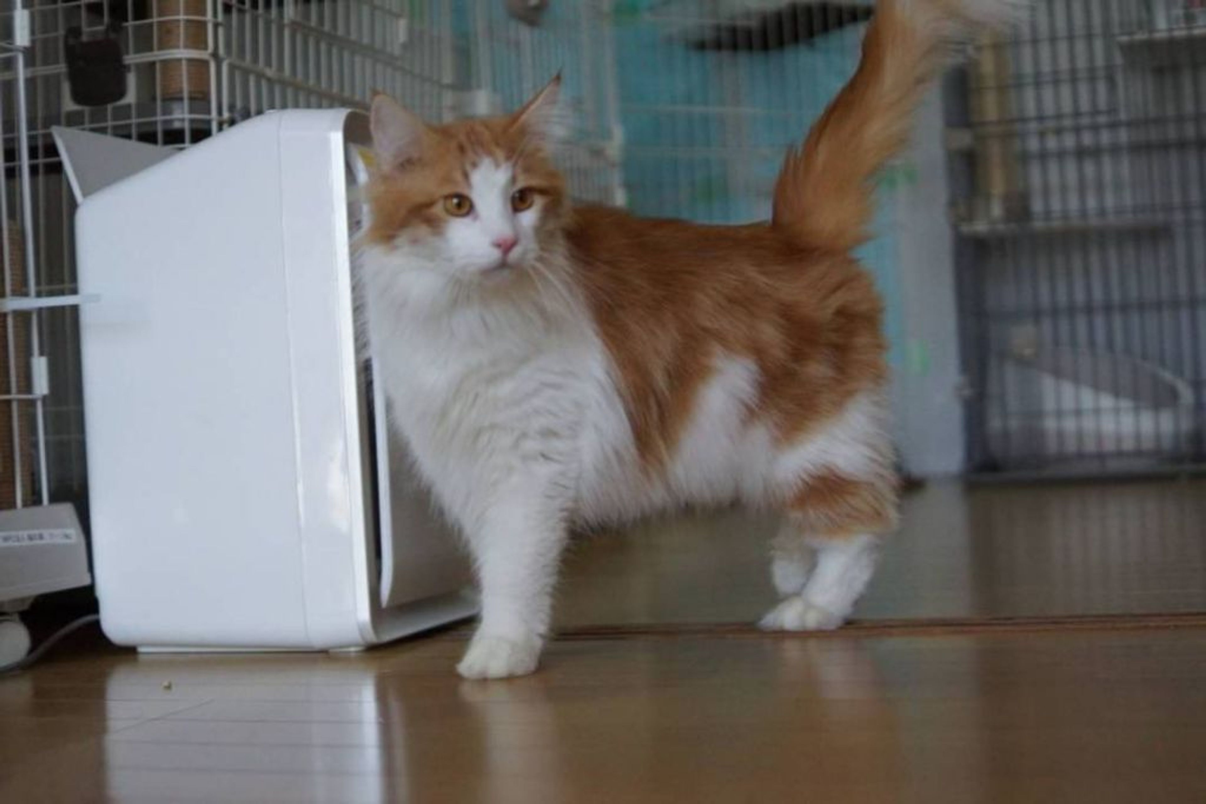 pet-image-8