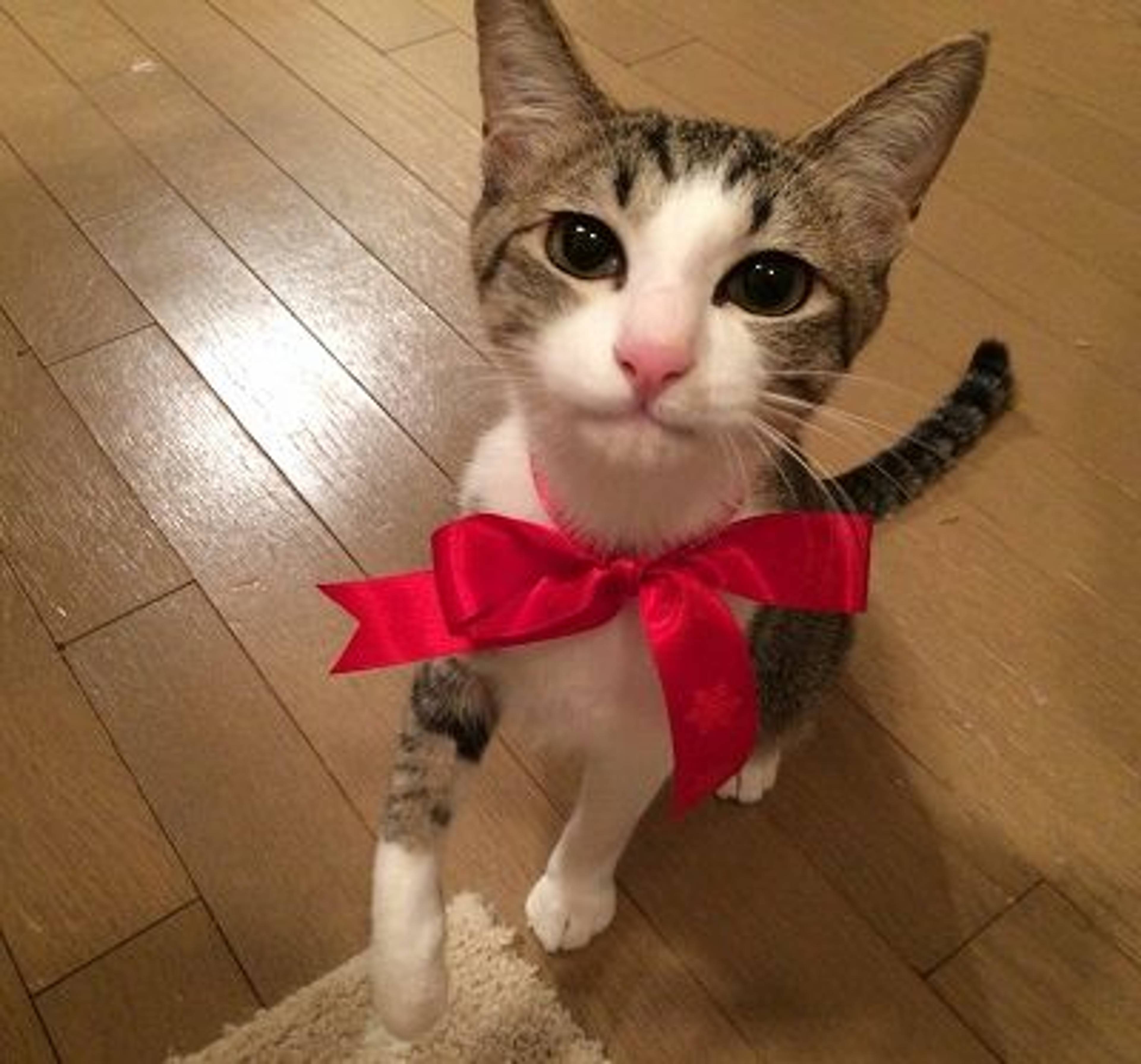 雑種（ミックス猫）・メスの里親募集の写真