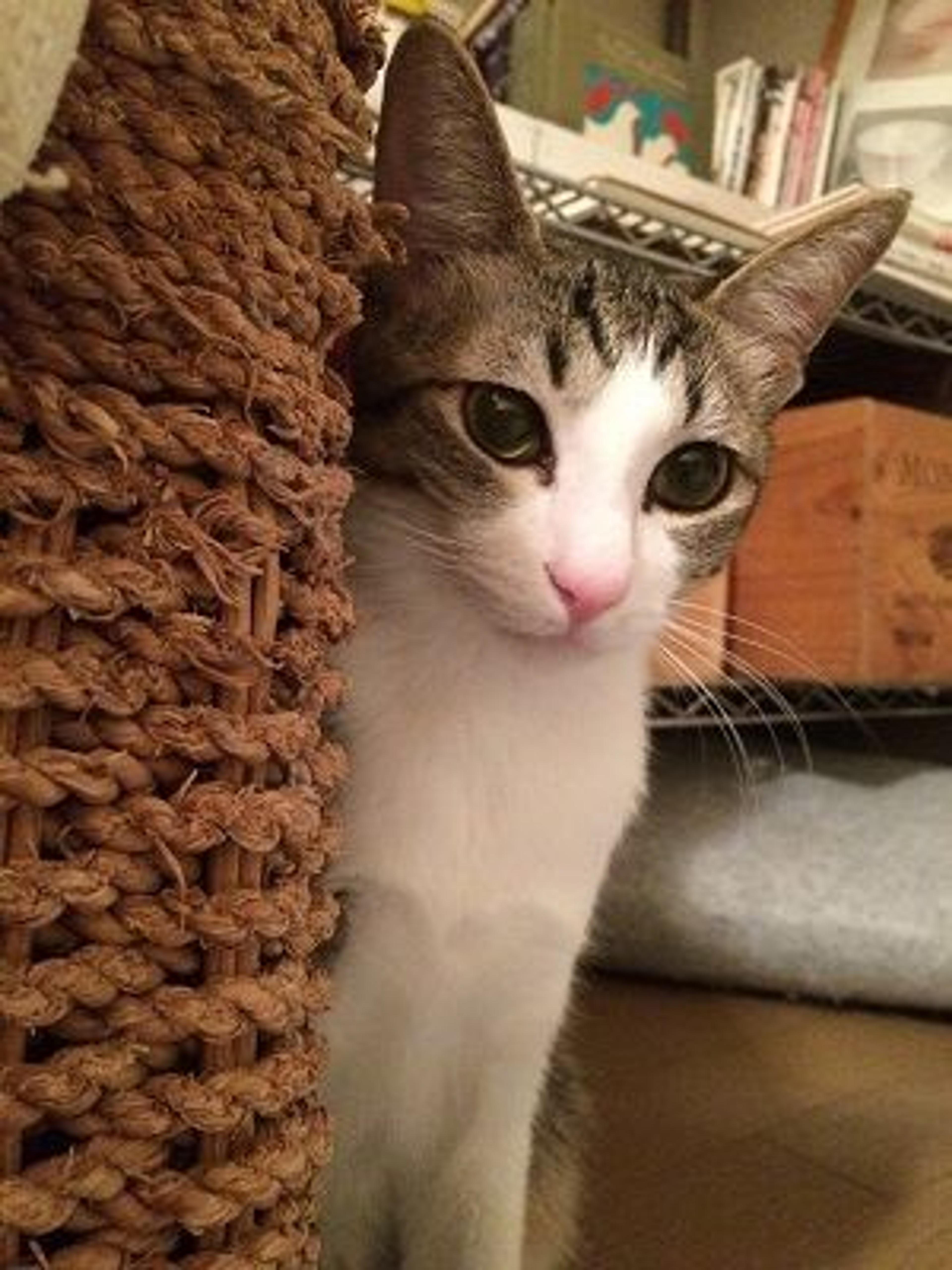 pet-image-2