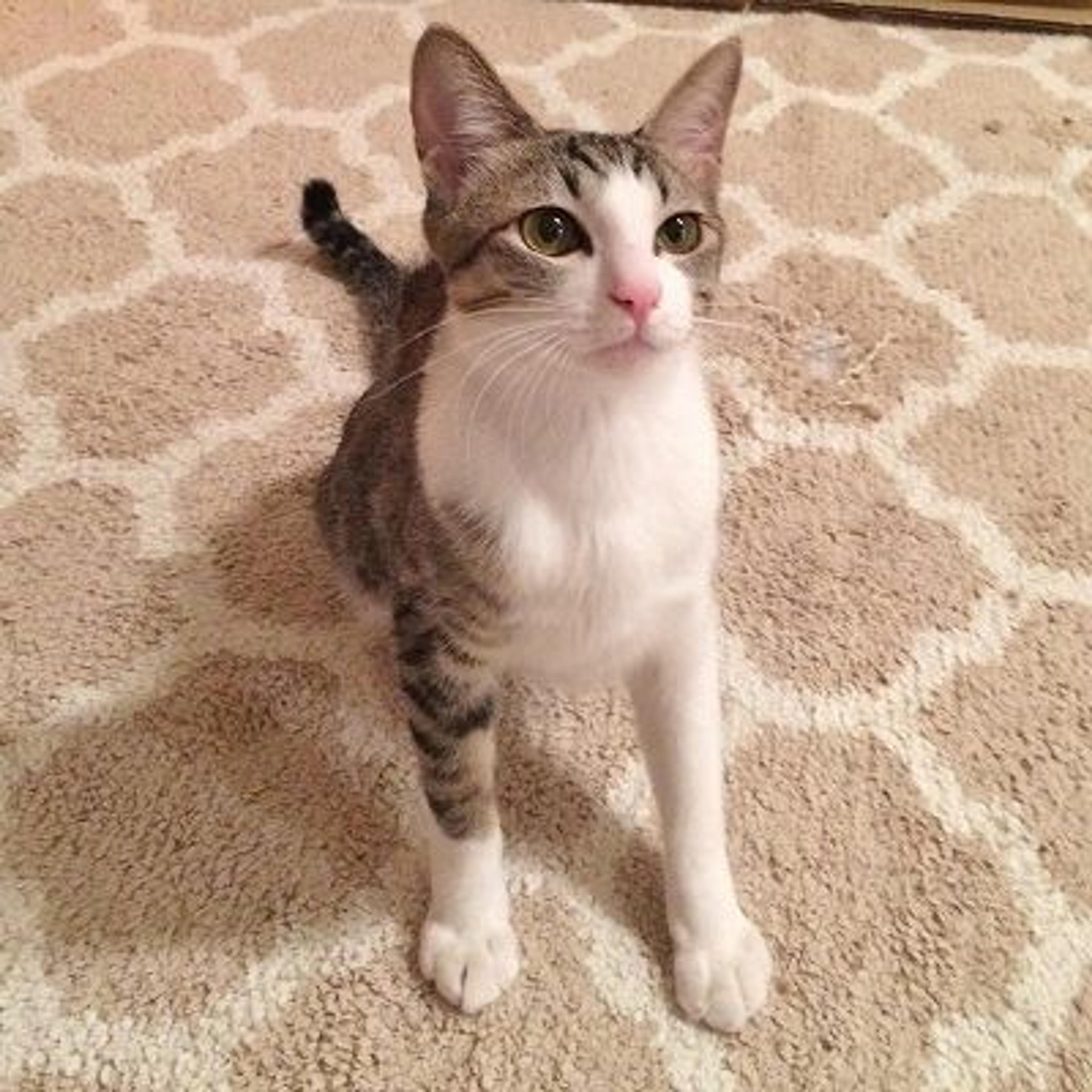 pet-image-3