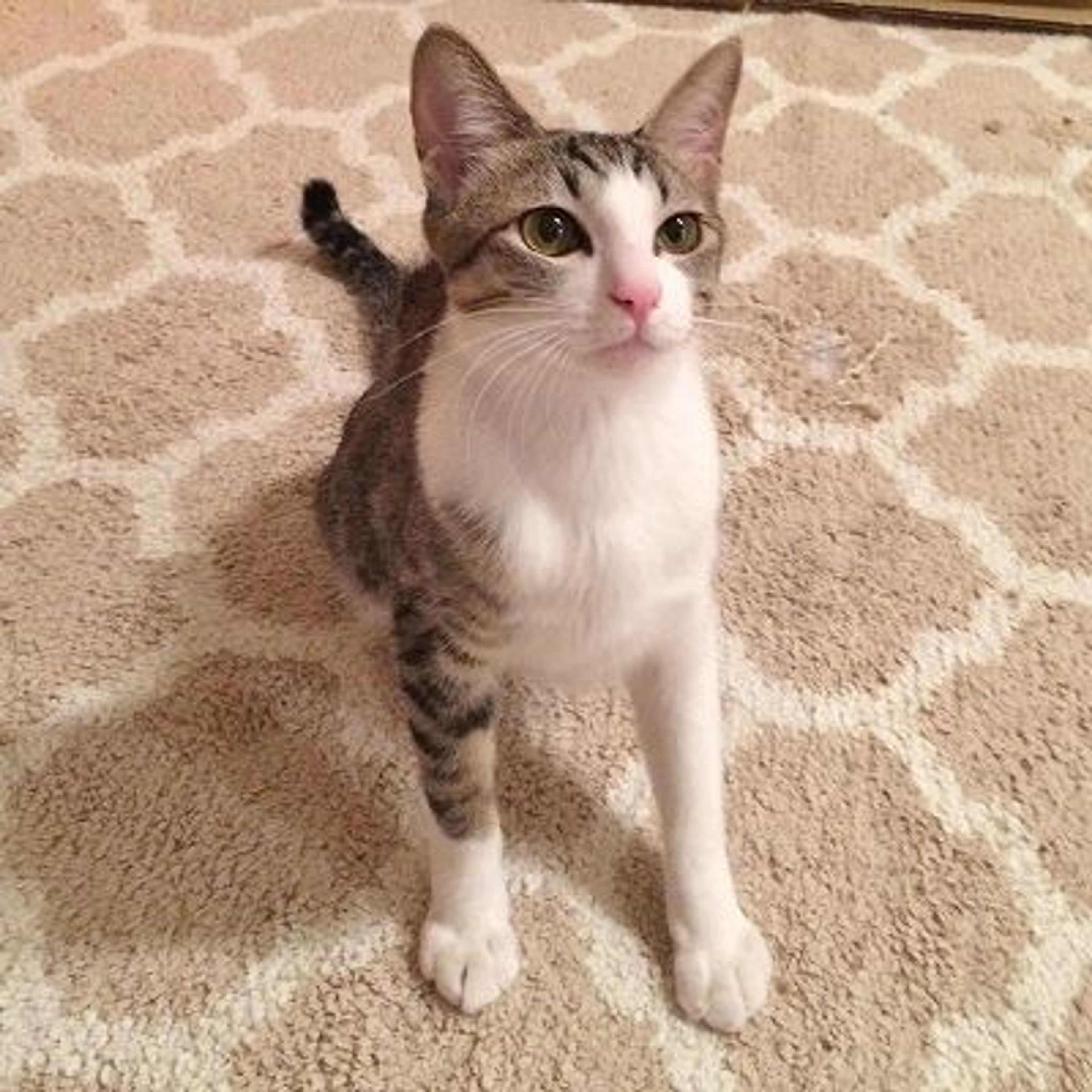 pet-image-3