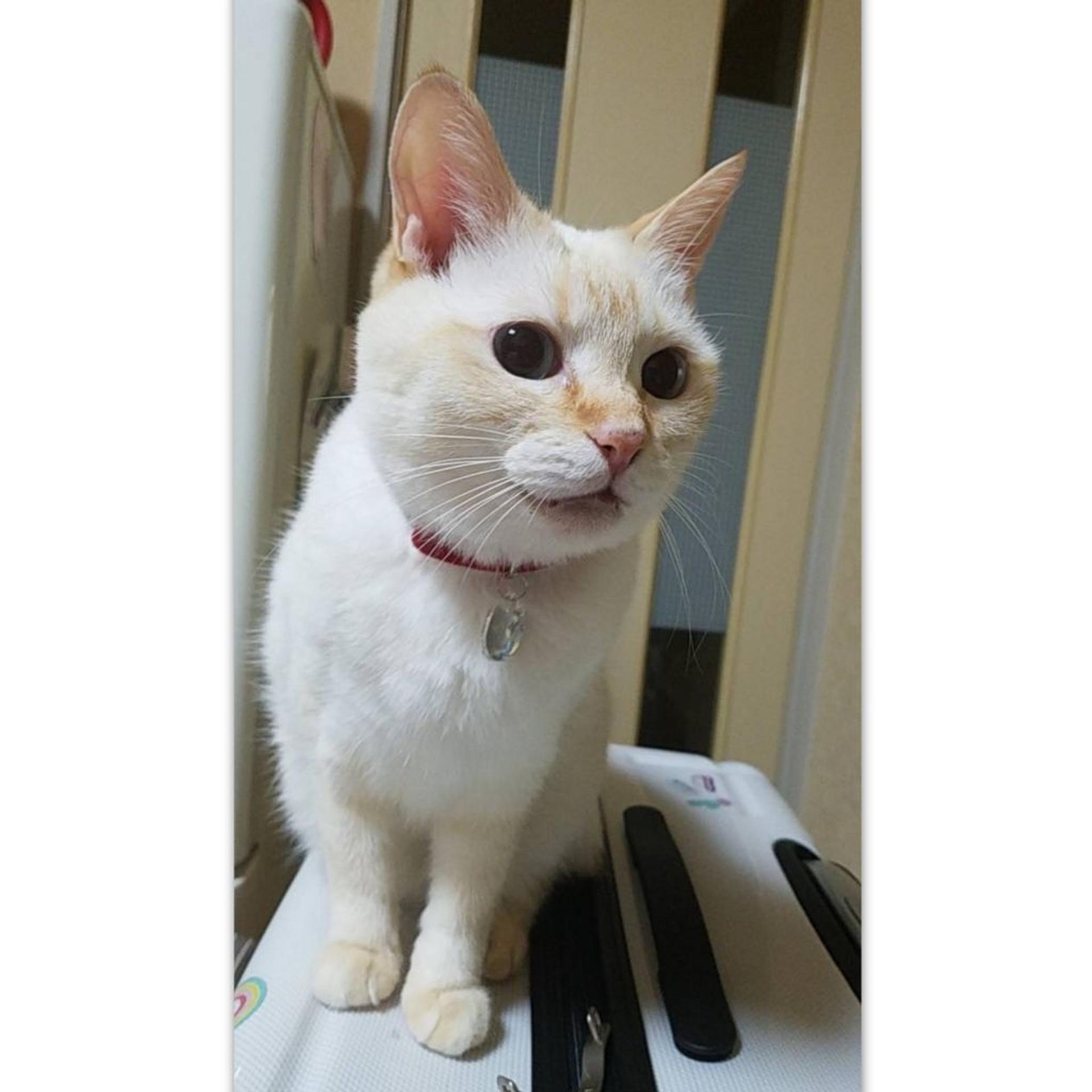 pet-image-6
