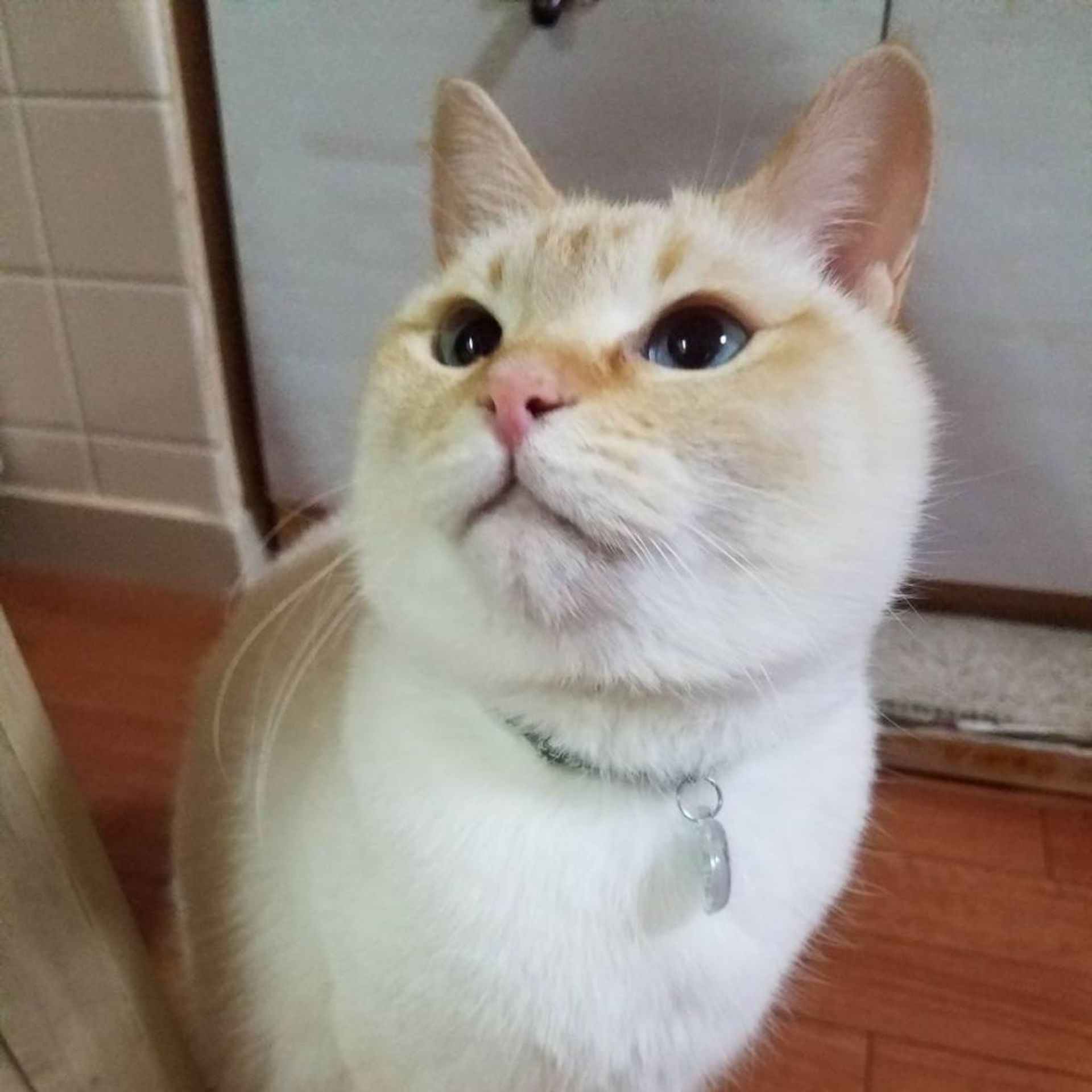 雑種（ミックス猫）・メスの里親募集の写真
