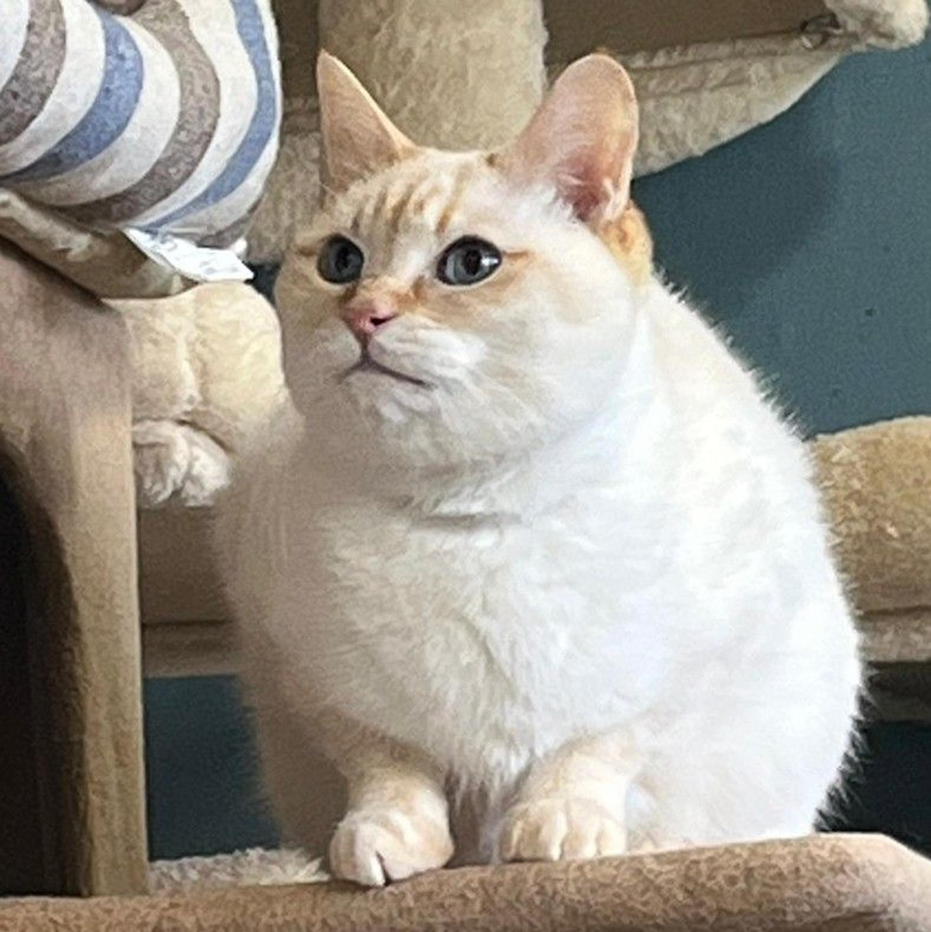 pet-image-2