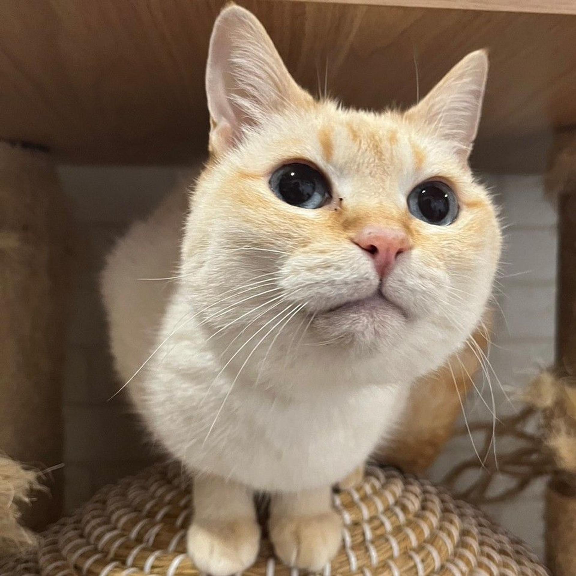 pet-image-3