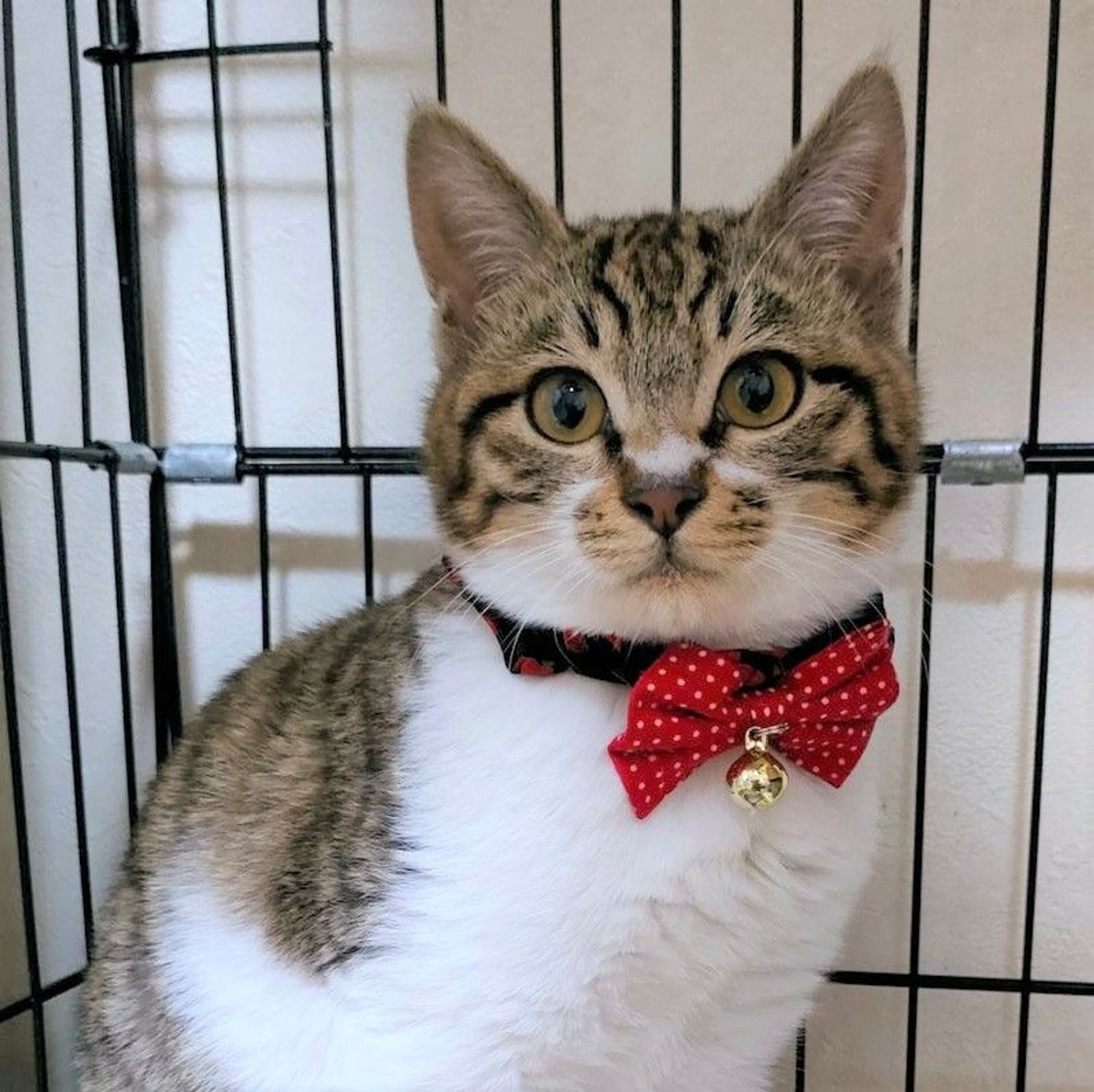雑種（ミックス猫）・オスの里親募集の写真