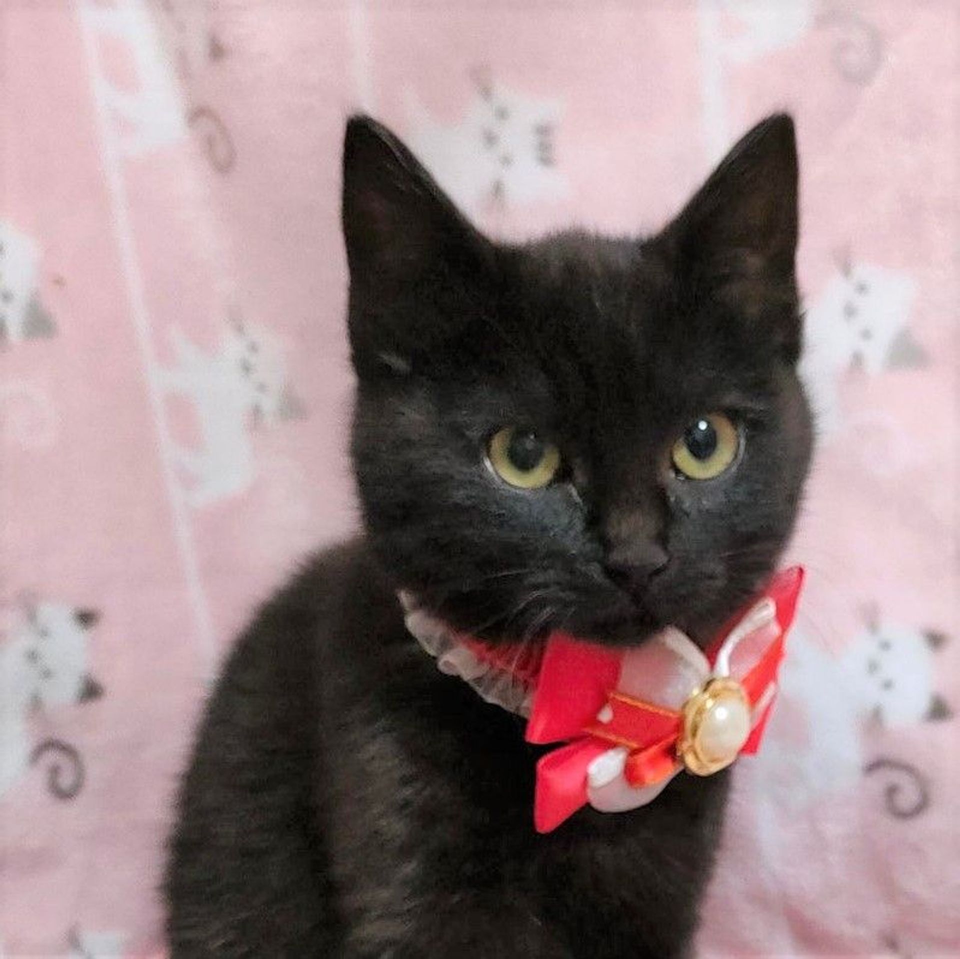 雑種（ミックス猫）・メスの里親募集の写真