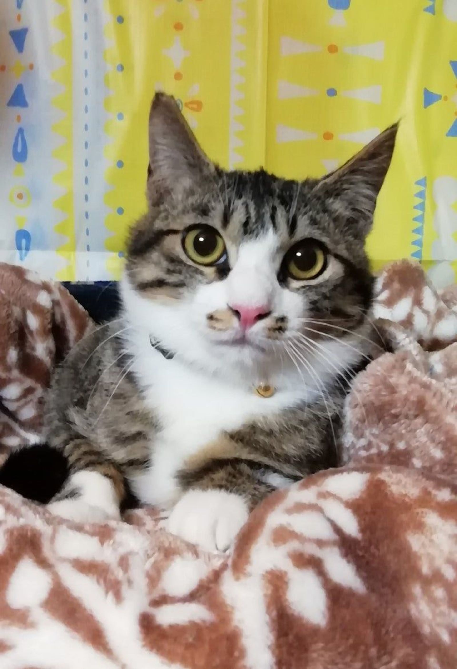 雑種（ミックス猫）・オスの里親募集の写真