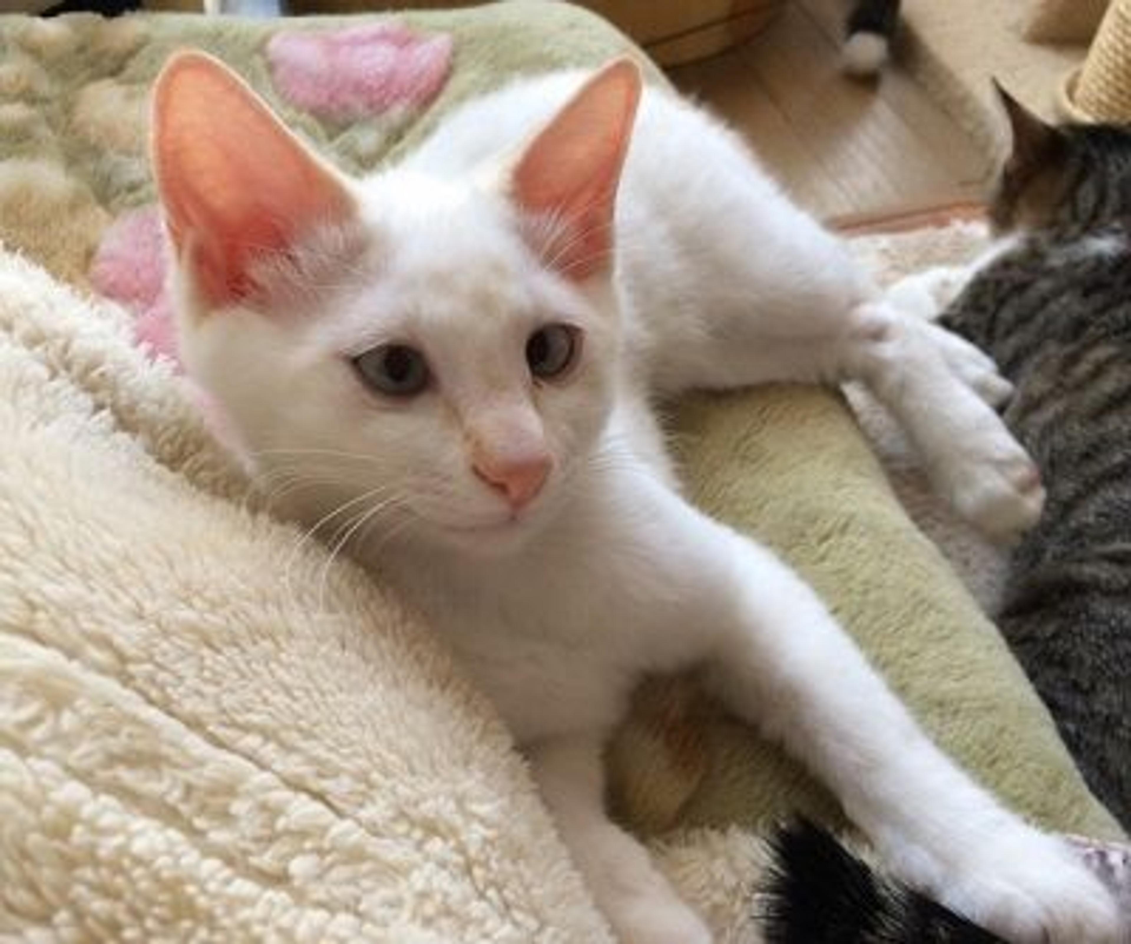 pet-image-2