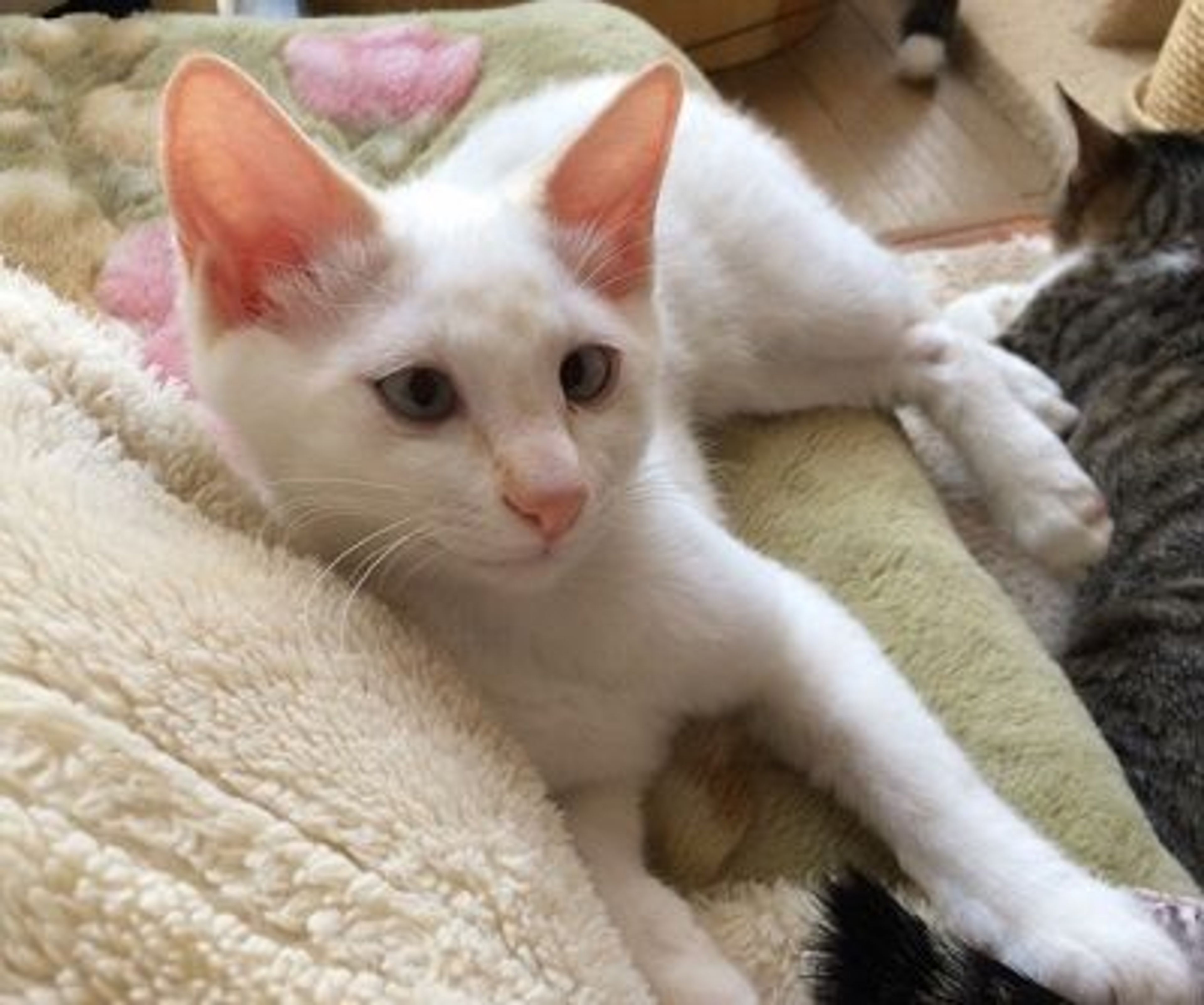 pet-image-2