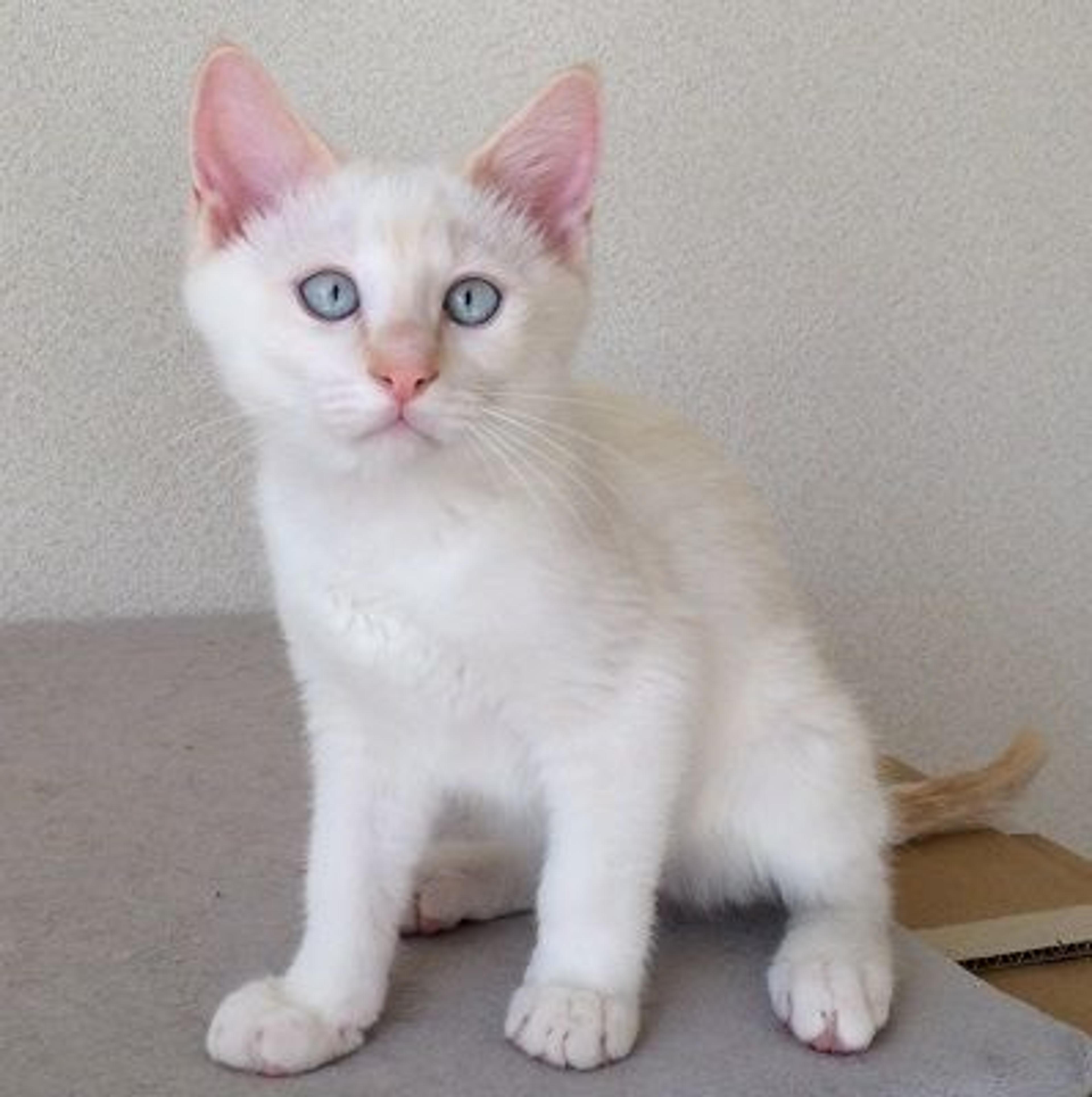 pet-image-3
