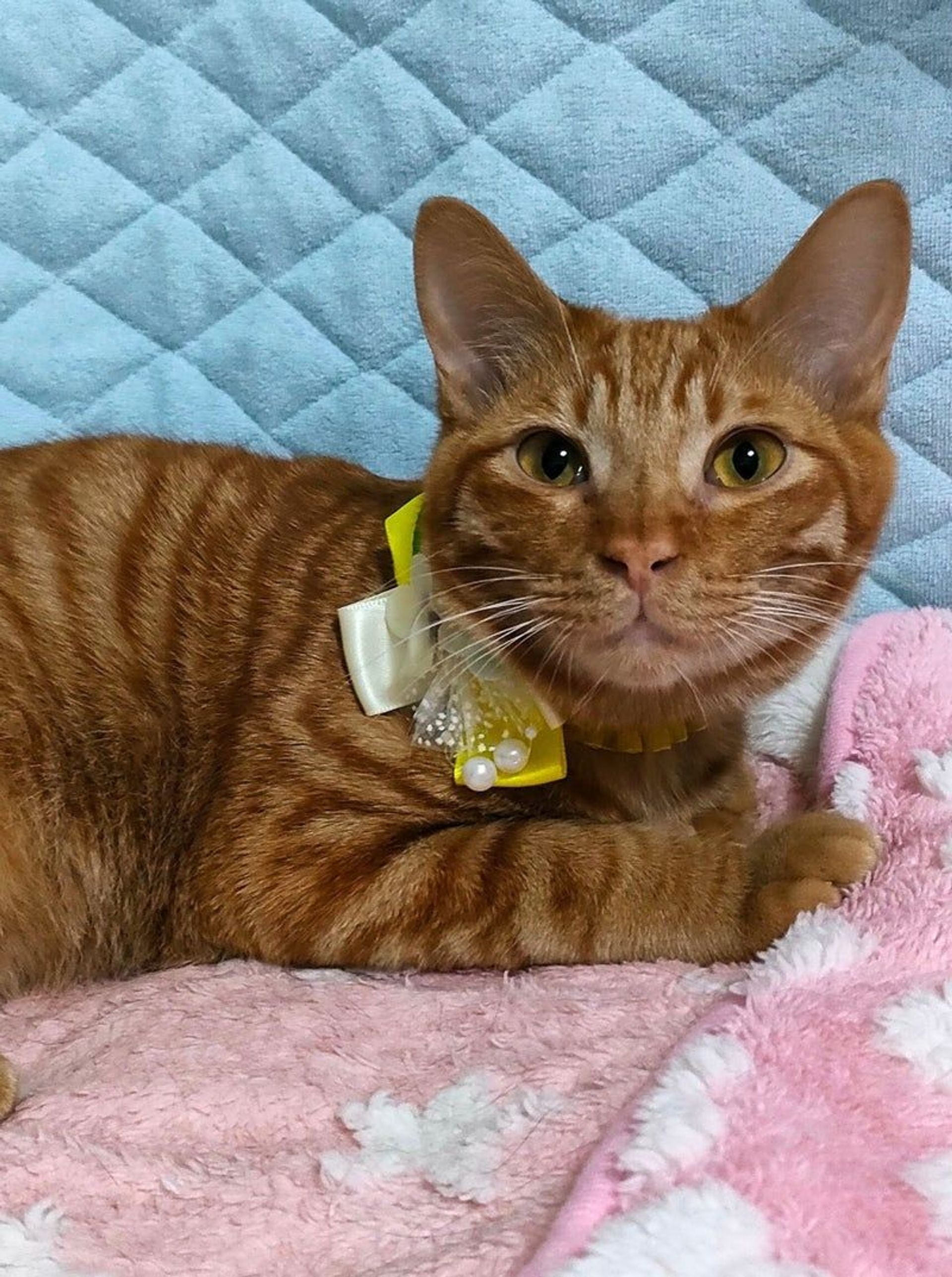 雑種（ミックス猫）・オスの里親募集の写真