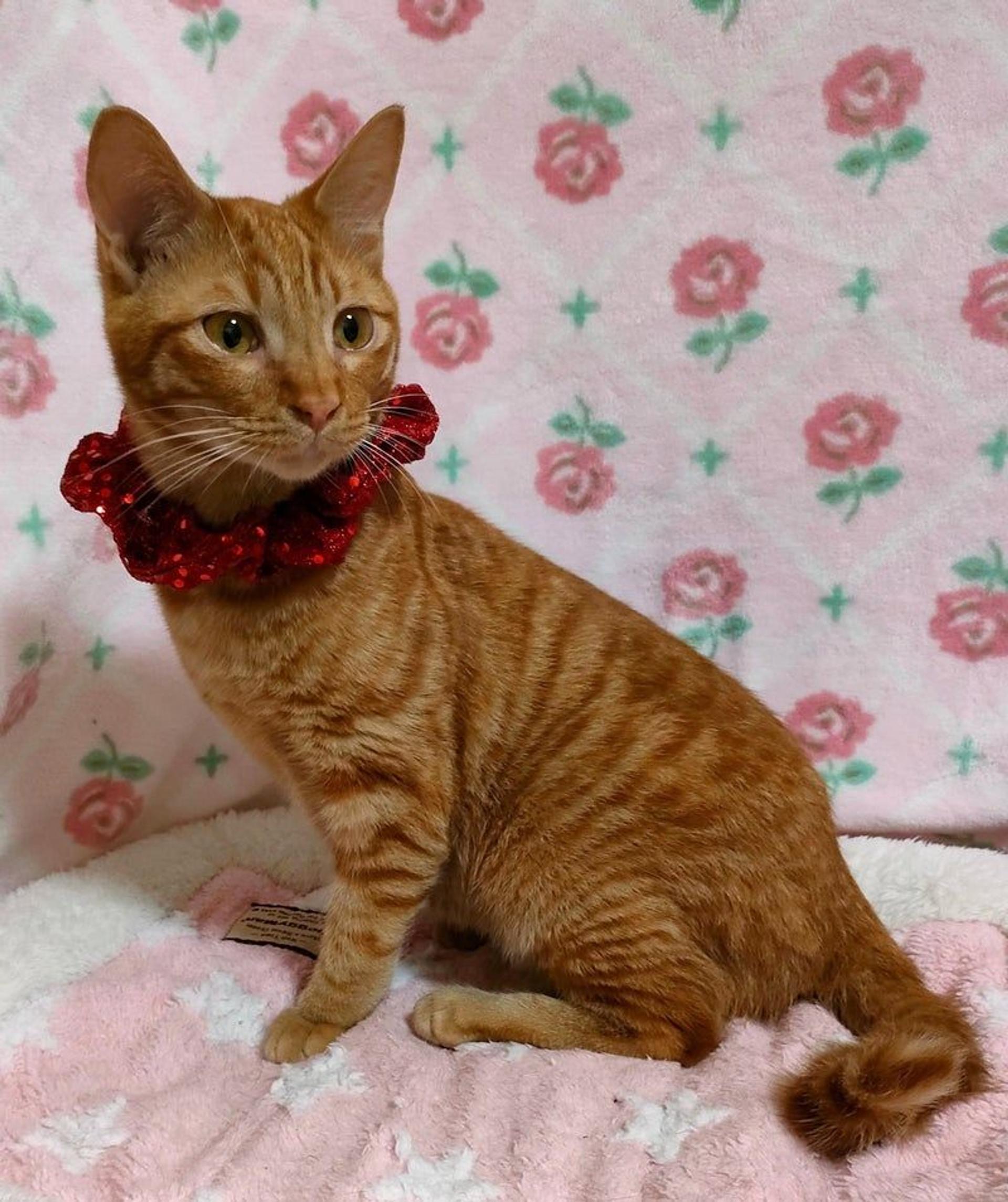 pet-image-2