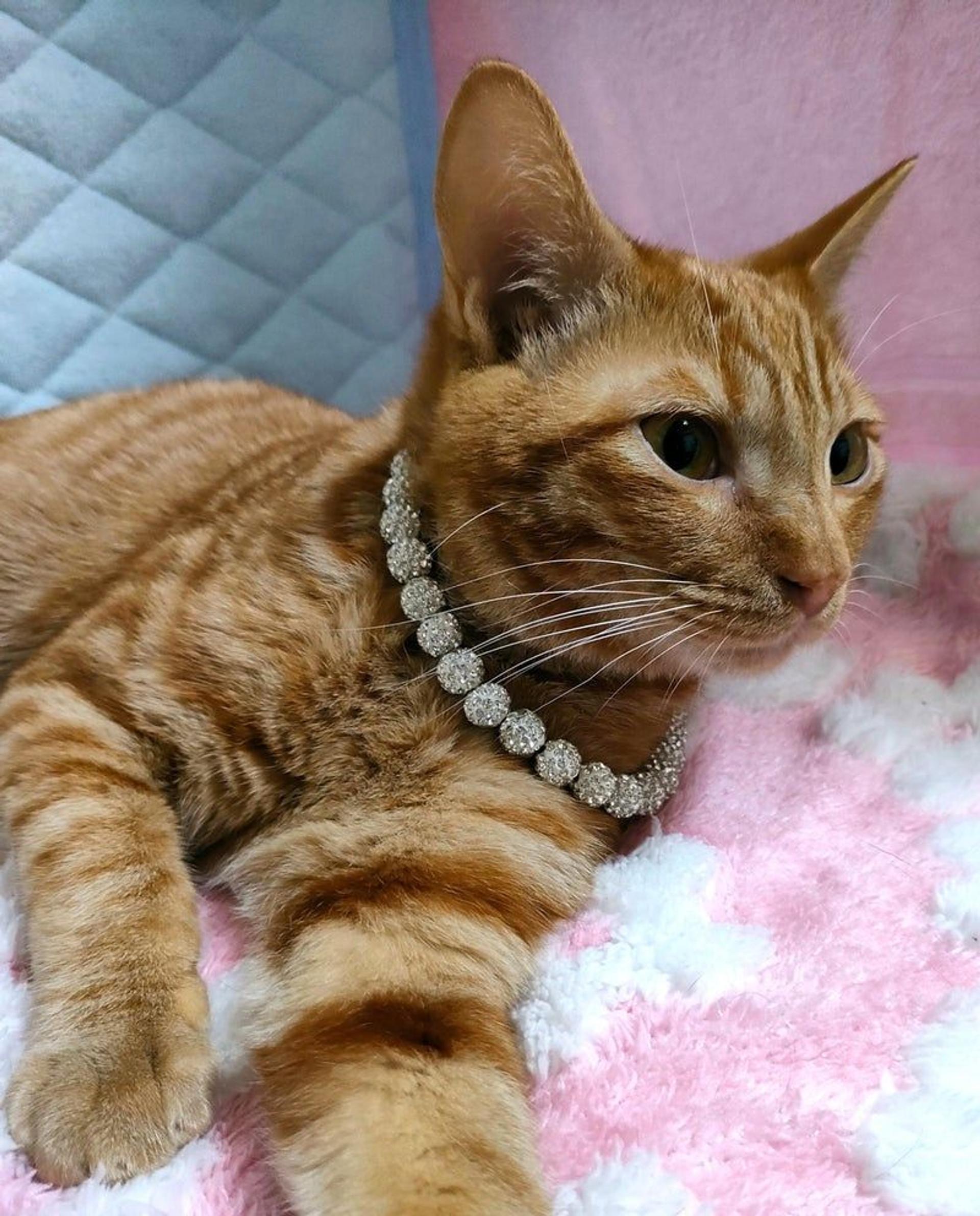 pet-image-3
