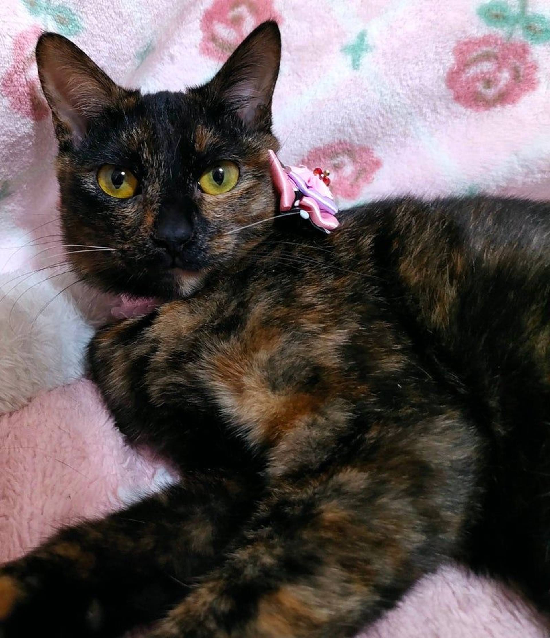 雑種（ミックス猫）・メスの里親募集の写真