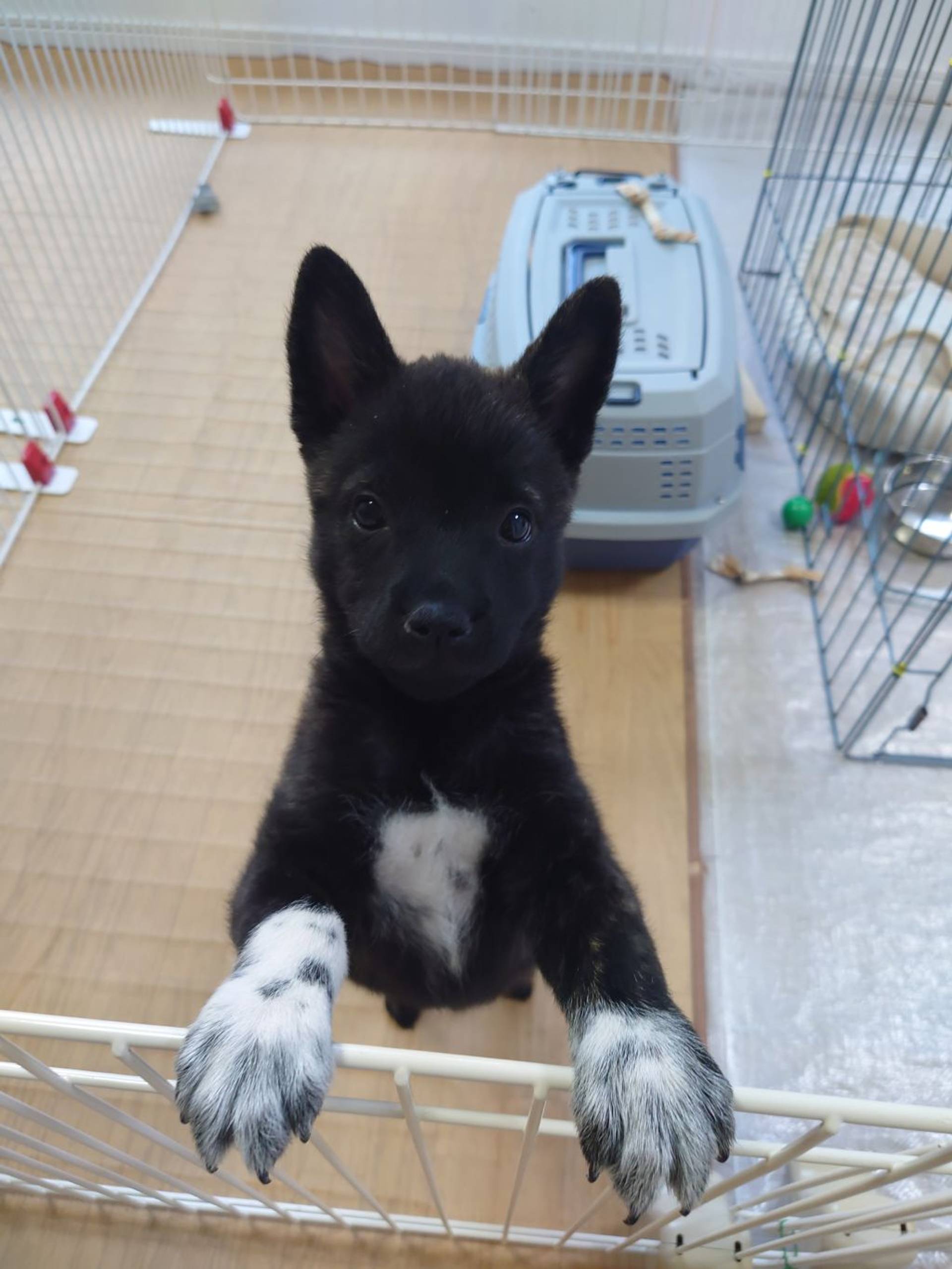 甲斐犬・メスの里親募集の写真