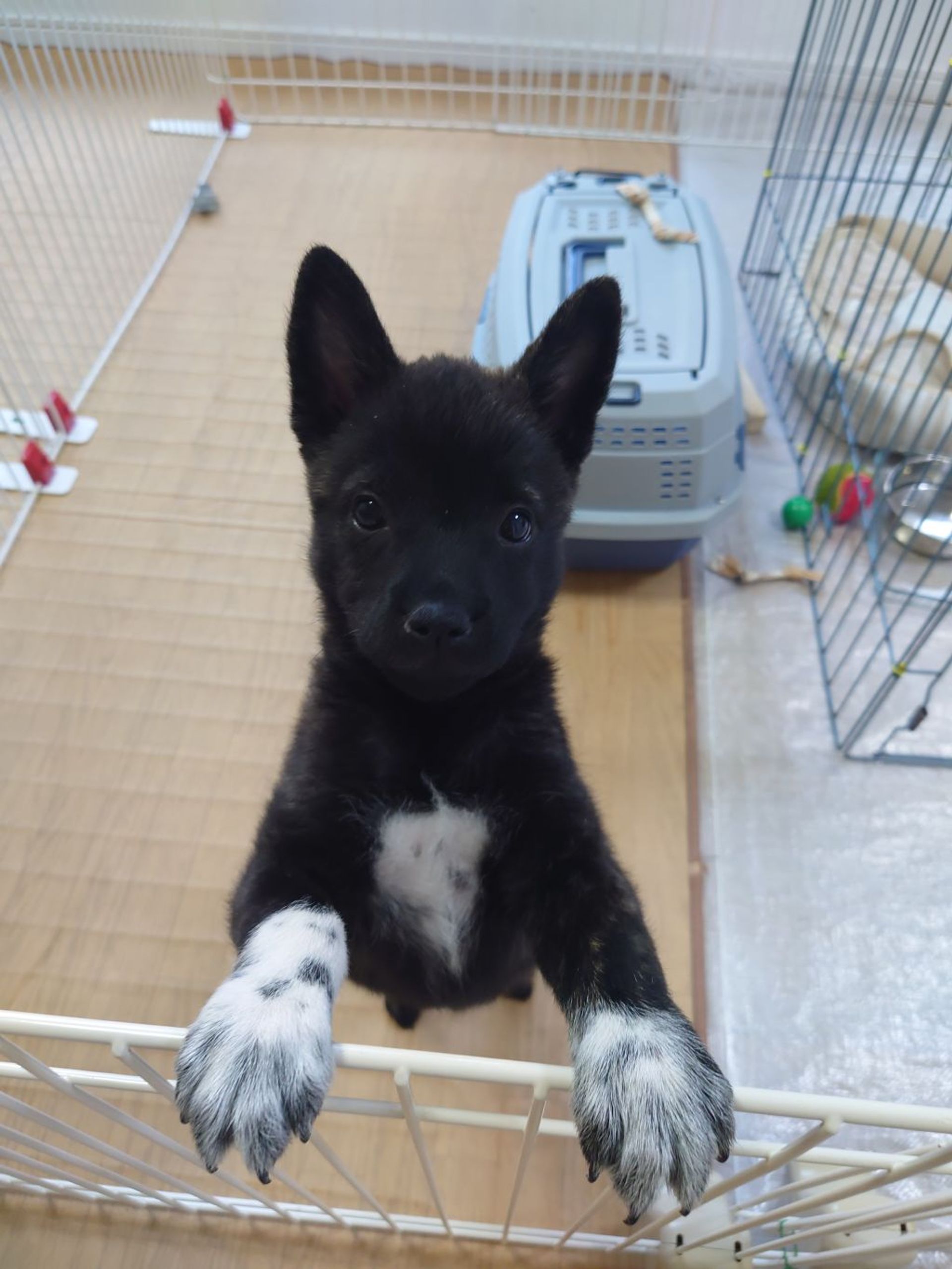 甲斐犬・メスの里親募集の写真