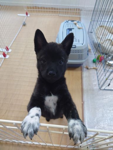 さくらの写真