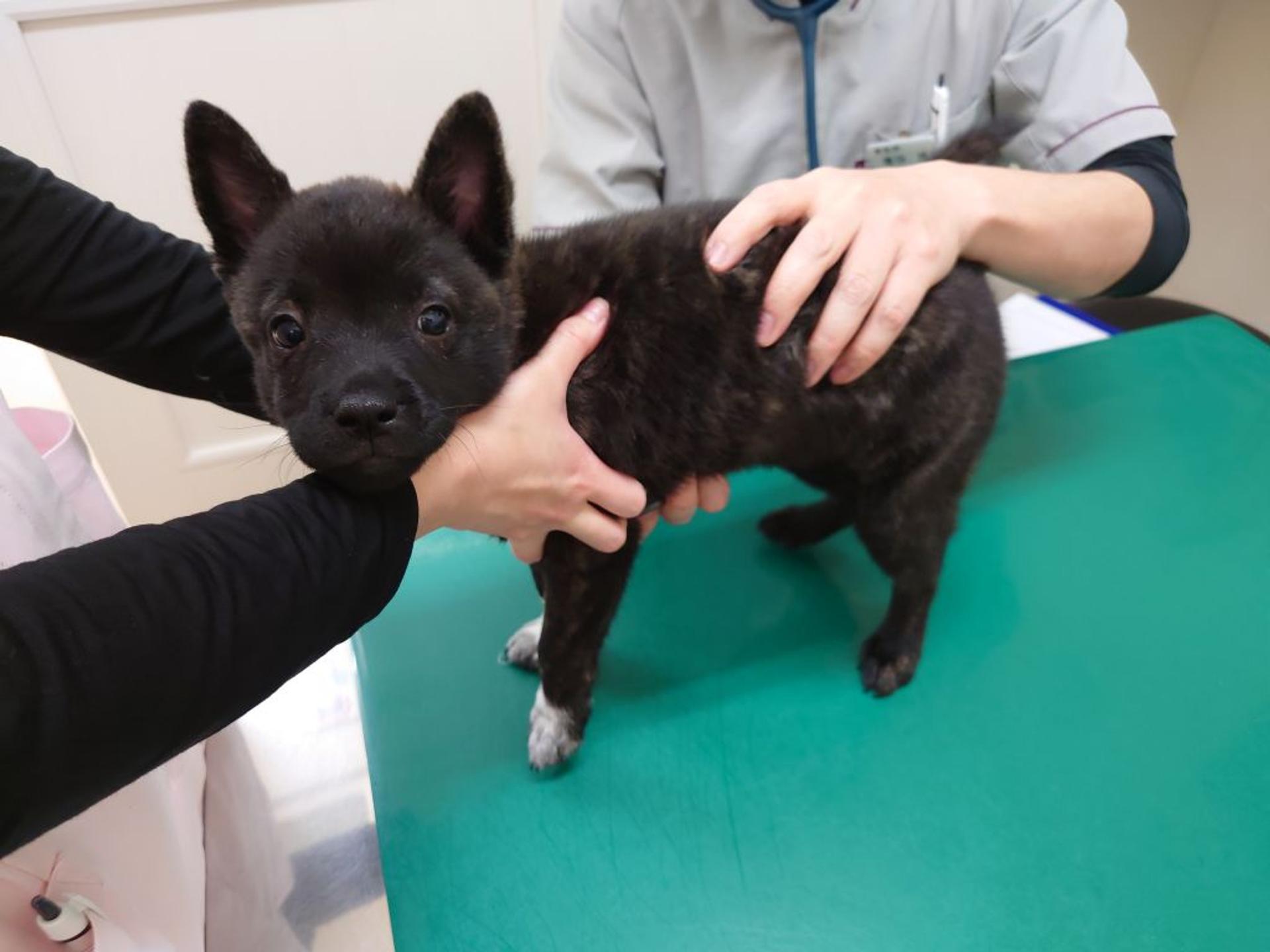 pet-image-2