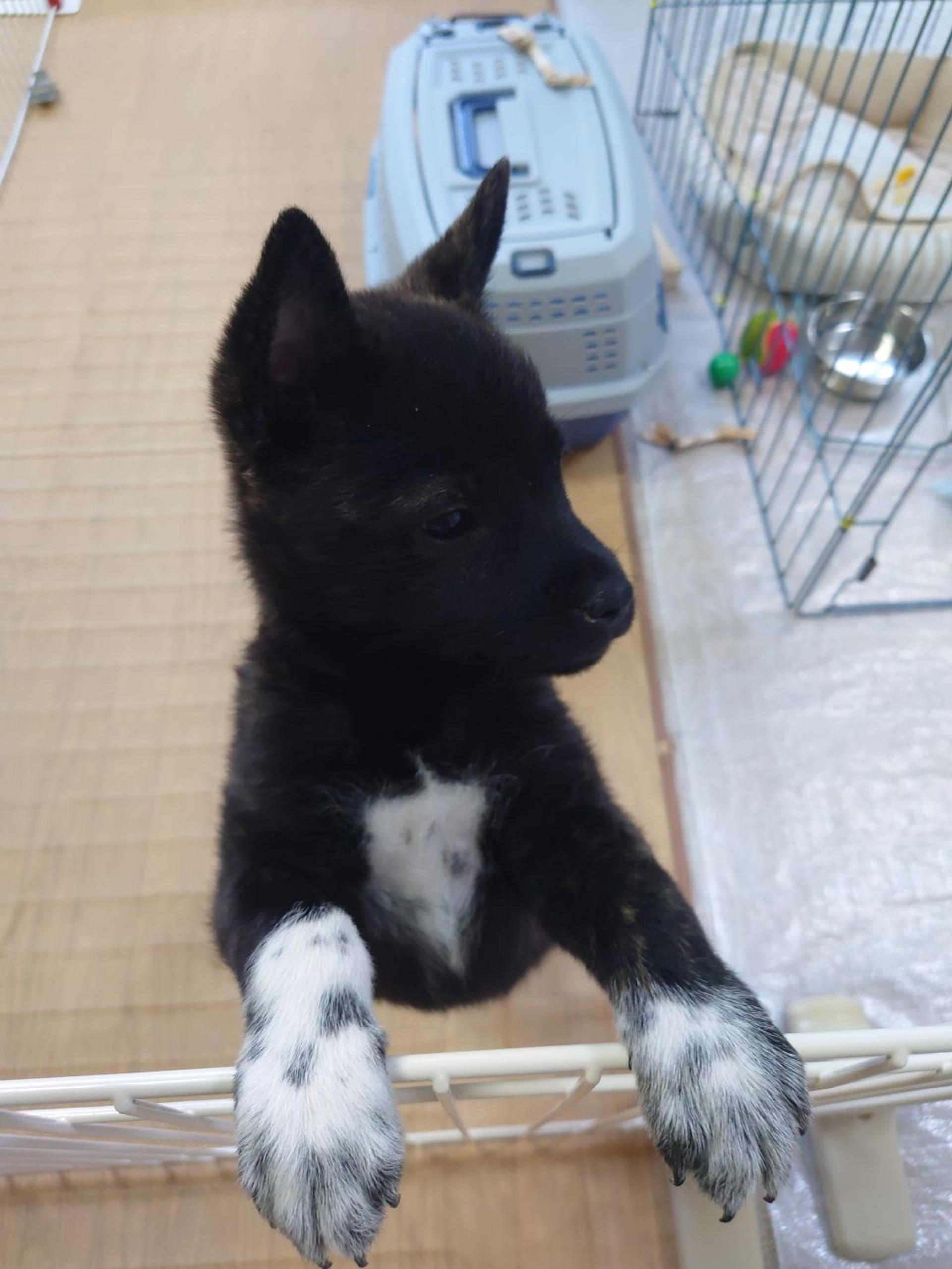 pet-image-3