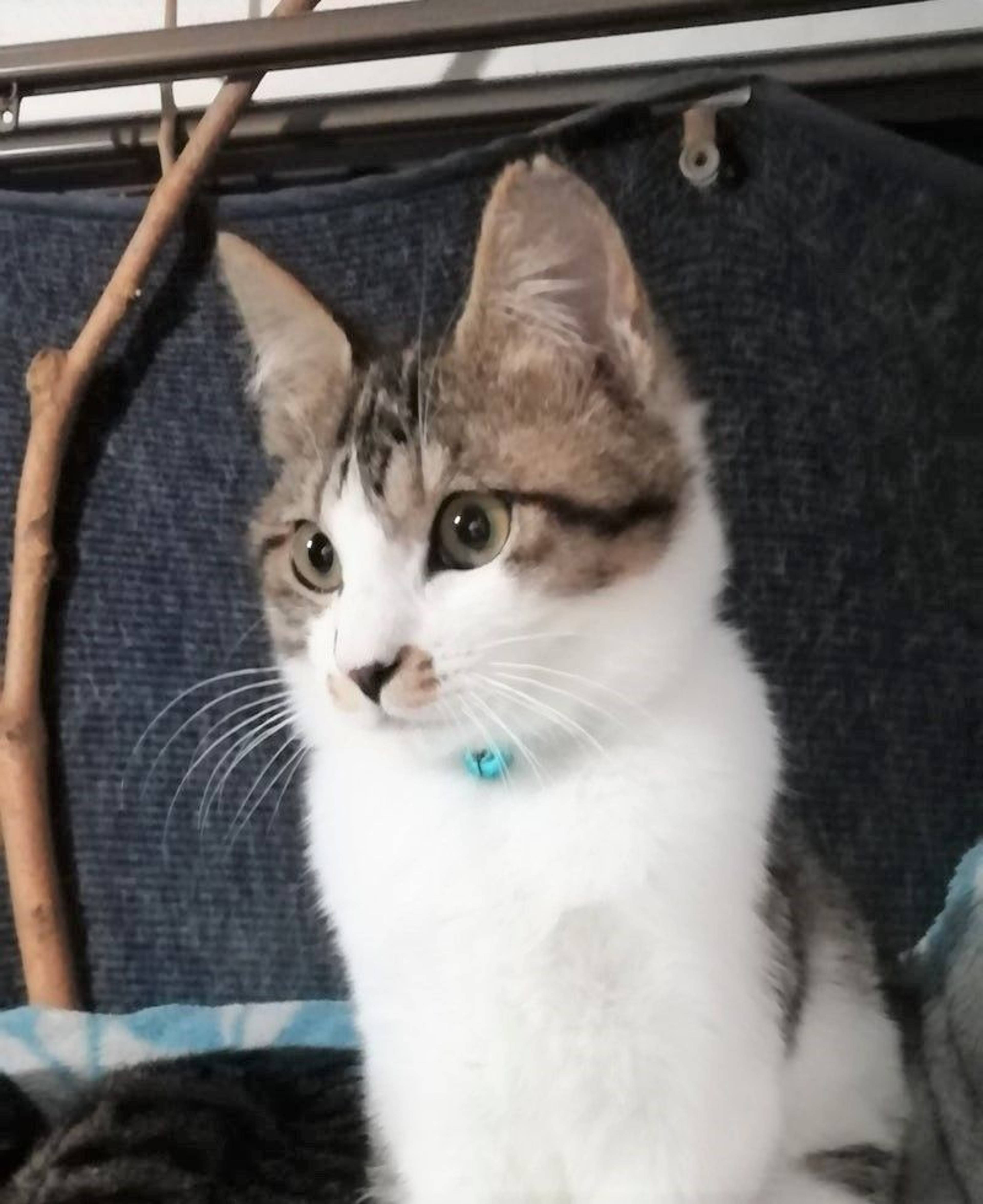 雑種（ミックス猫）・メスの里親募集の写真