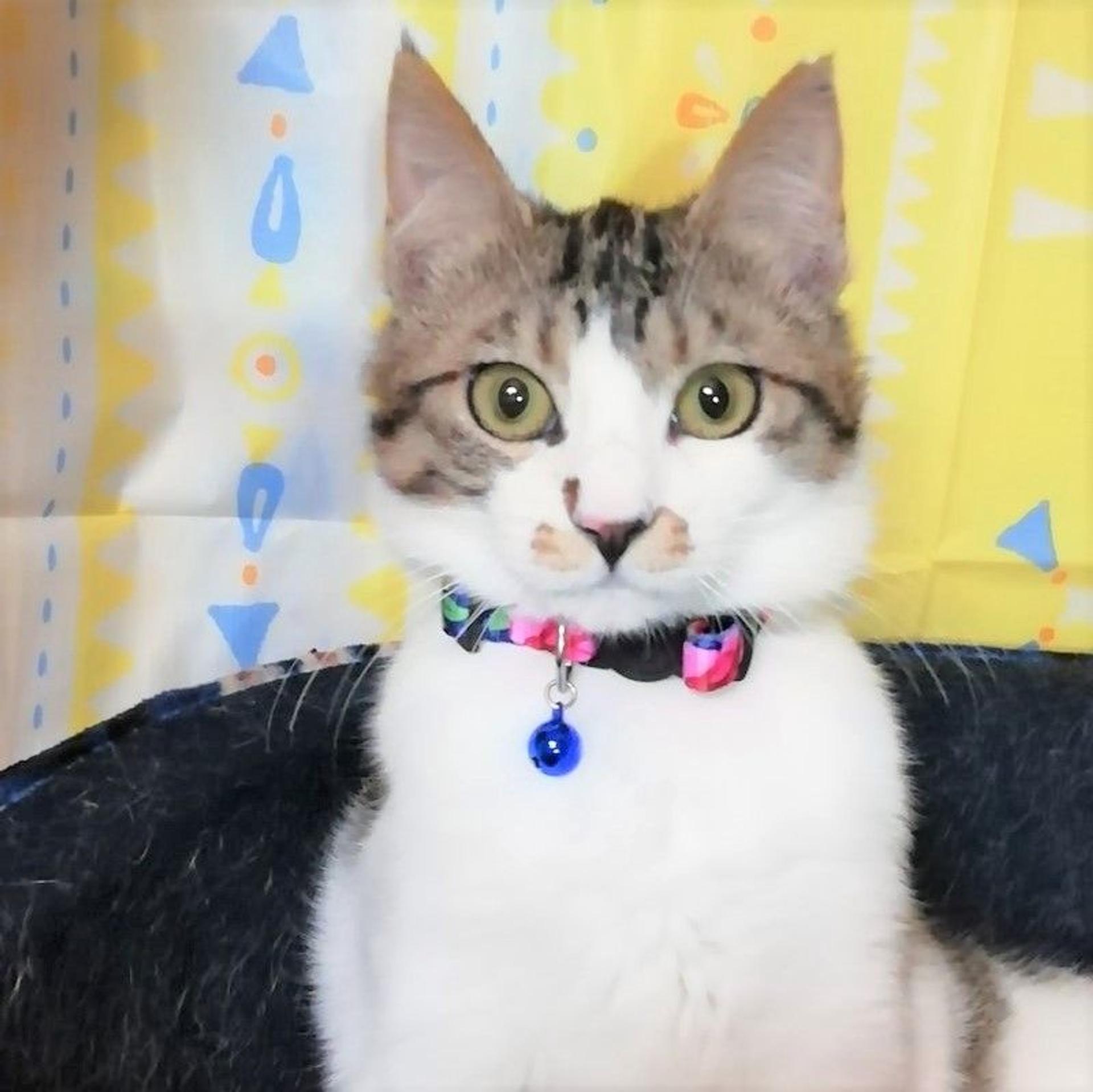 pet-image-2