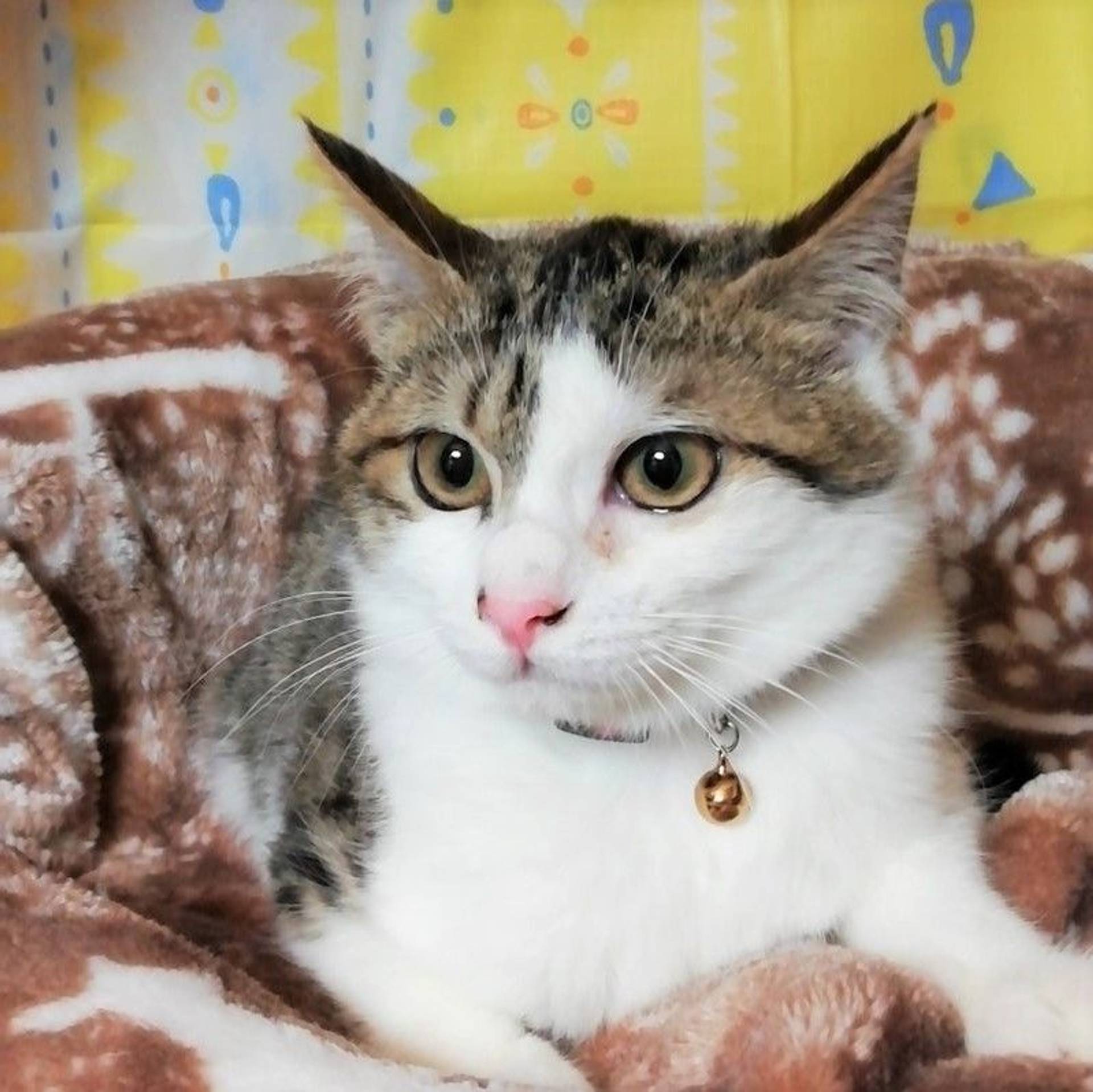 雑種（ミックス猫）・メスの里親募集の写真