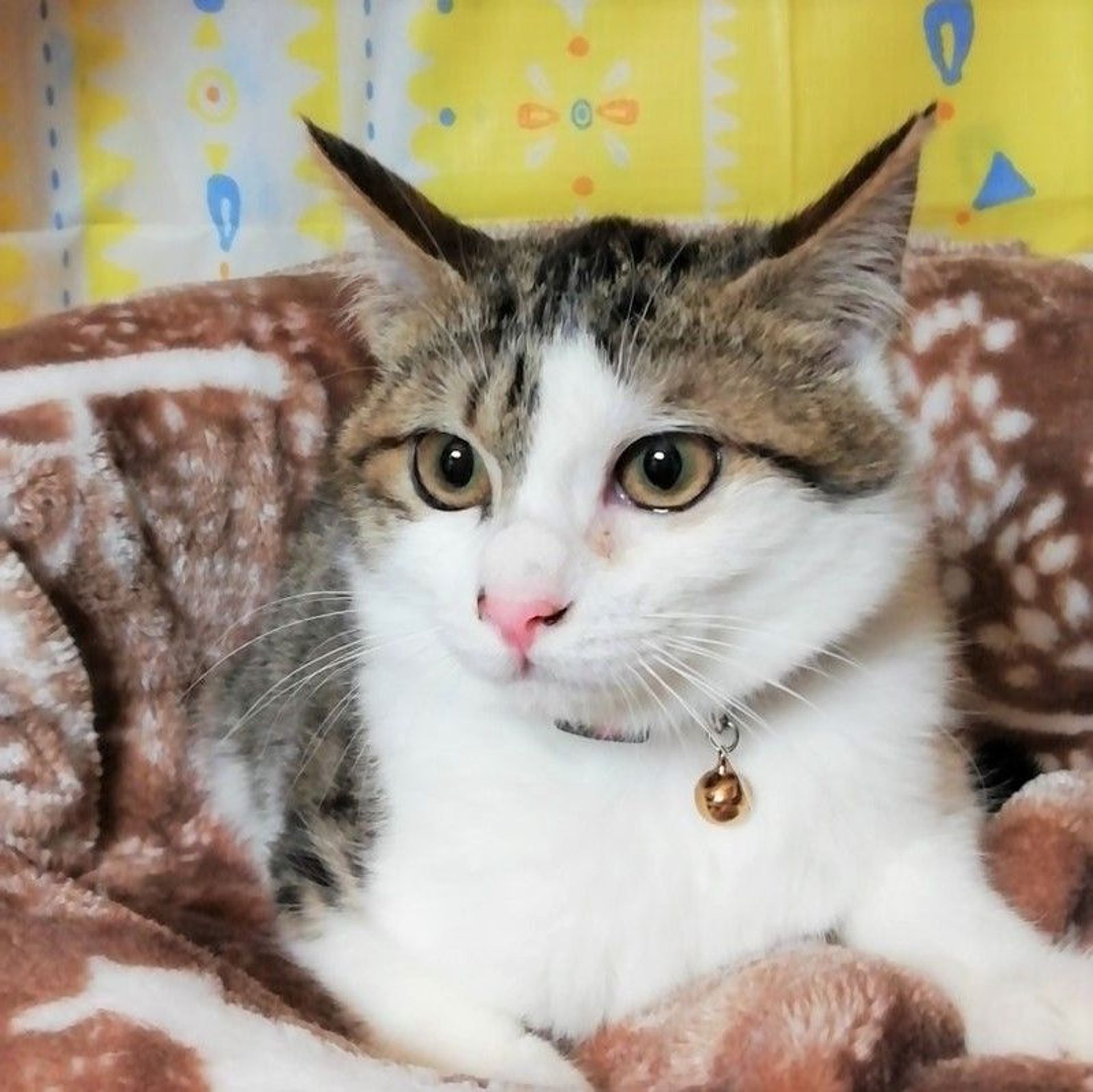 雑種（ミックス猫）・メスの里親募集の写真