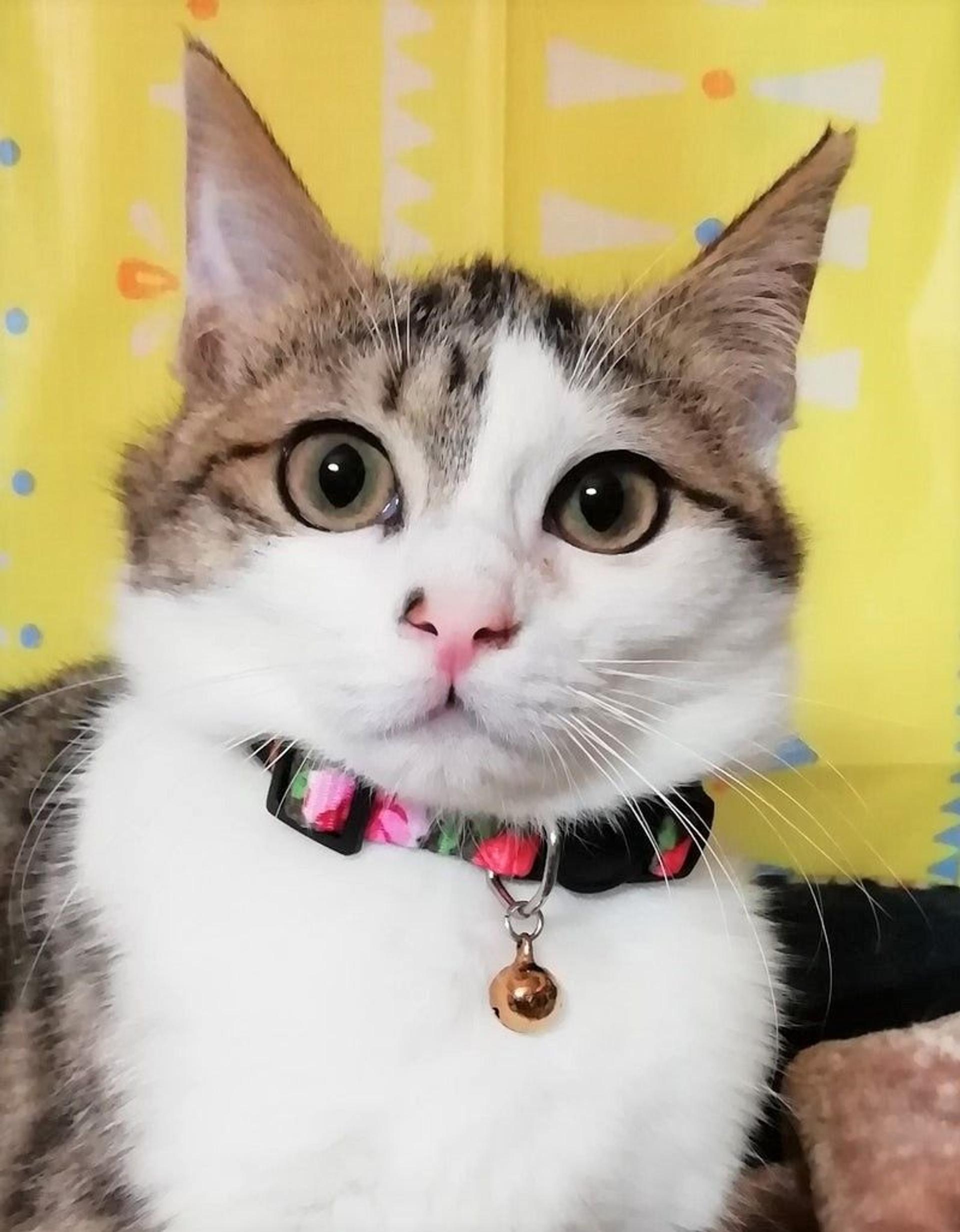 pet-image-2